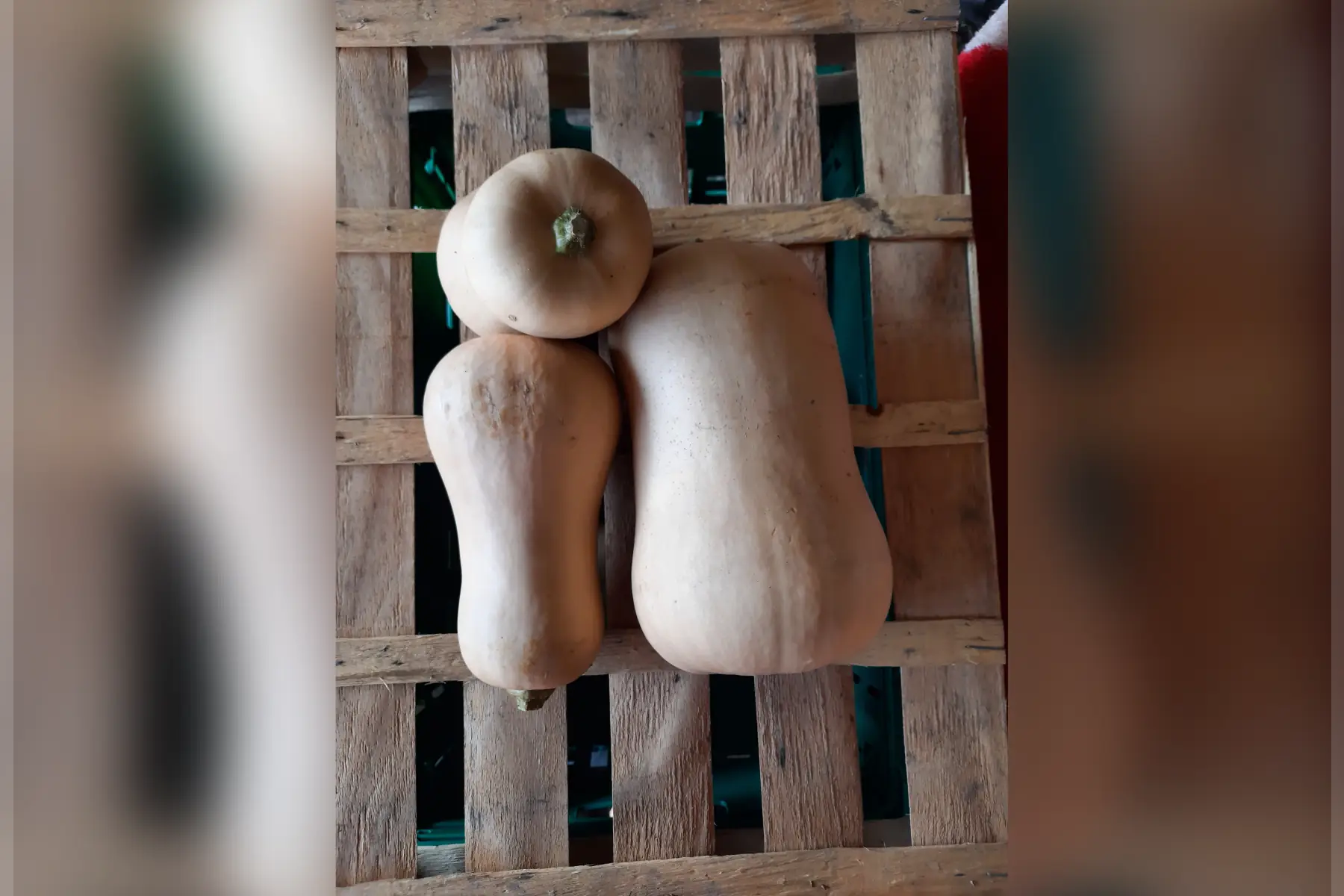 Courge butternut 1,2kg
