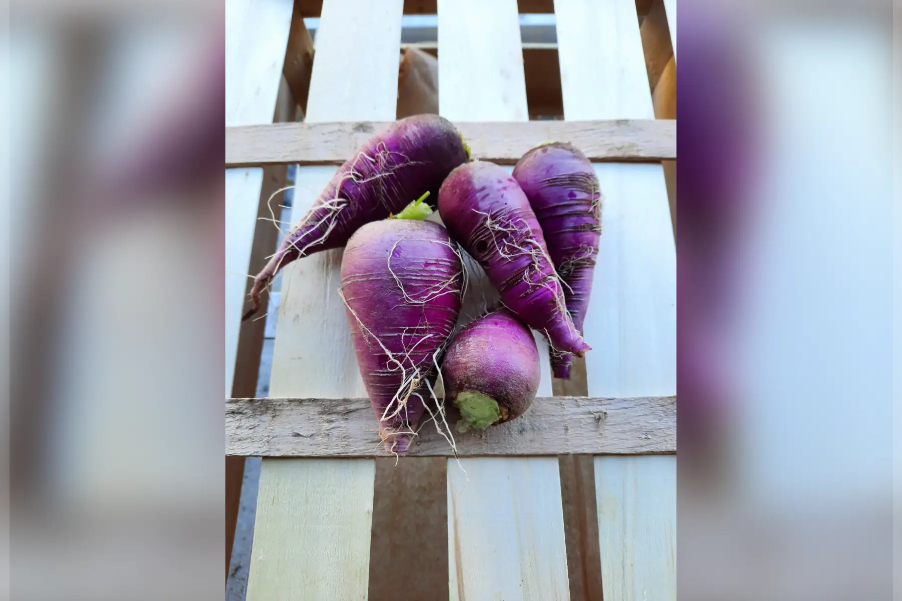 Radis bleu d'automne 200g