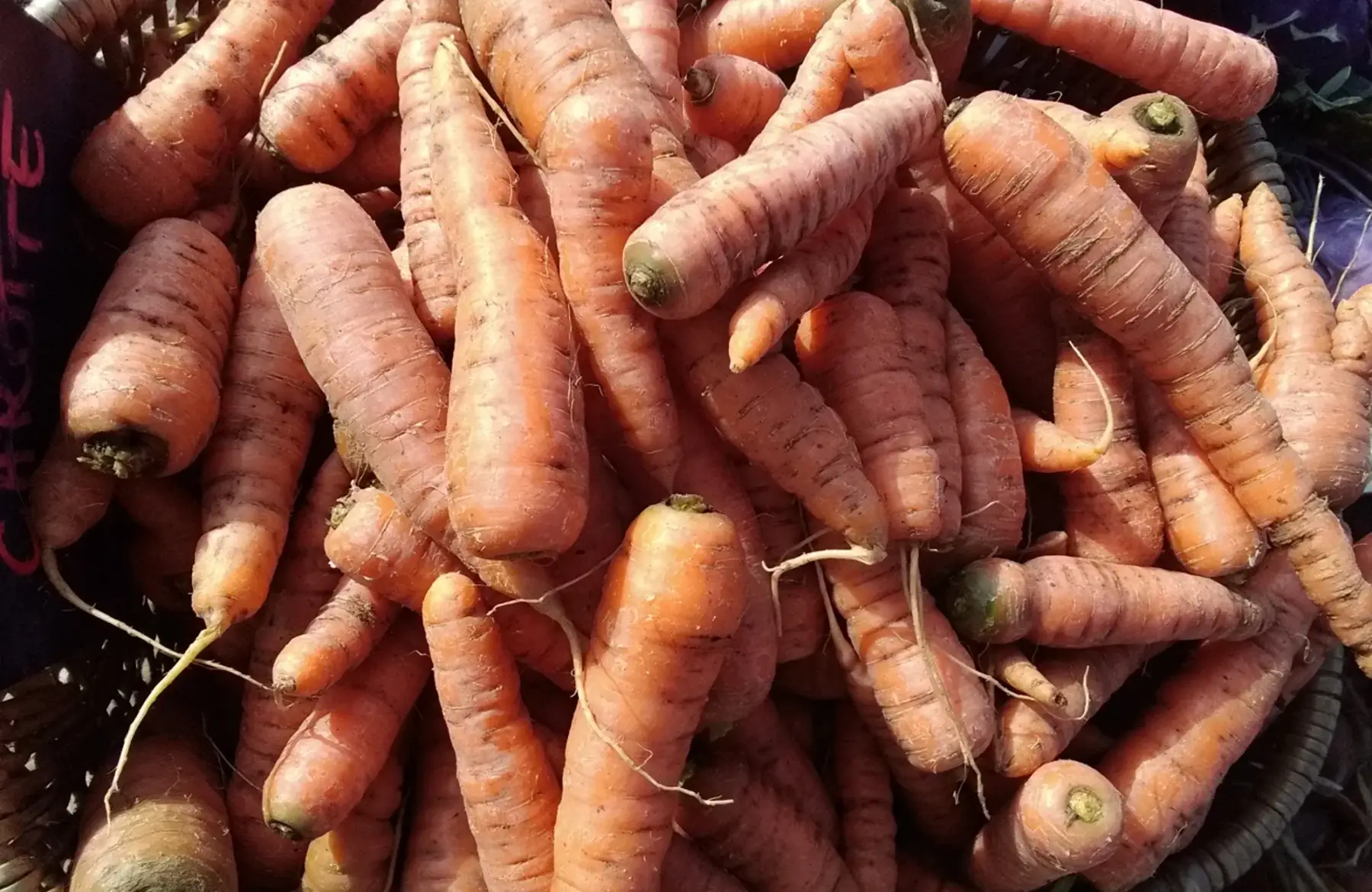Carotte vrac