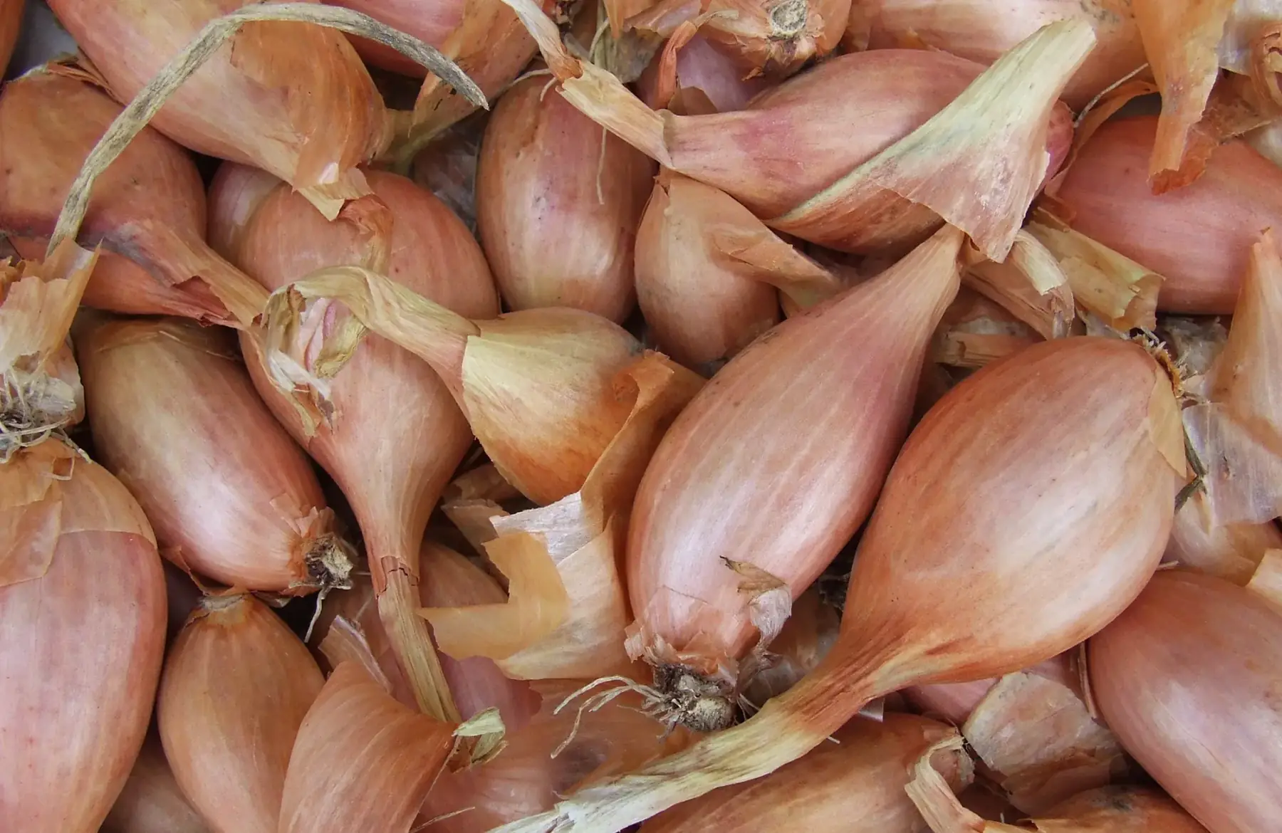 Echalote (millésime 2025)x 500g