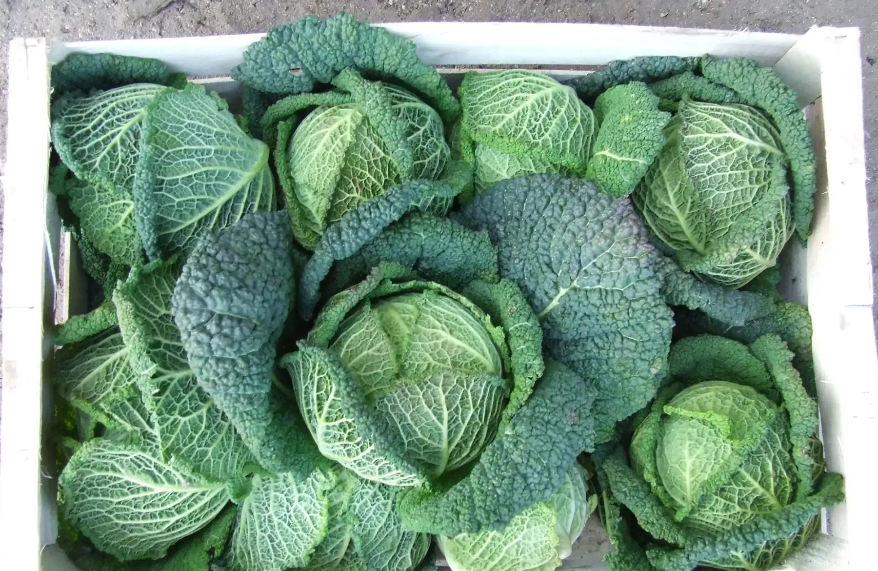 Chou frisé x 1 pièce