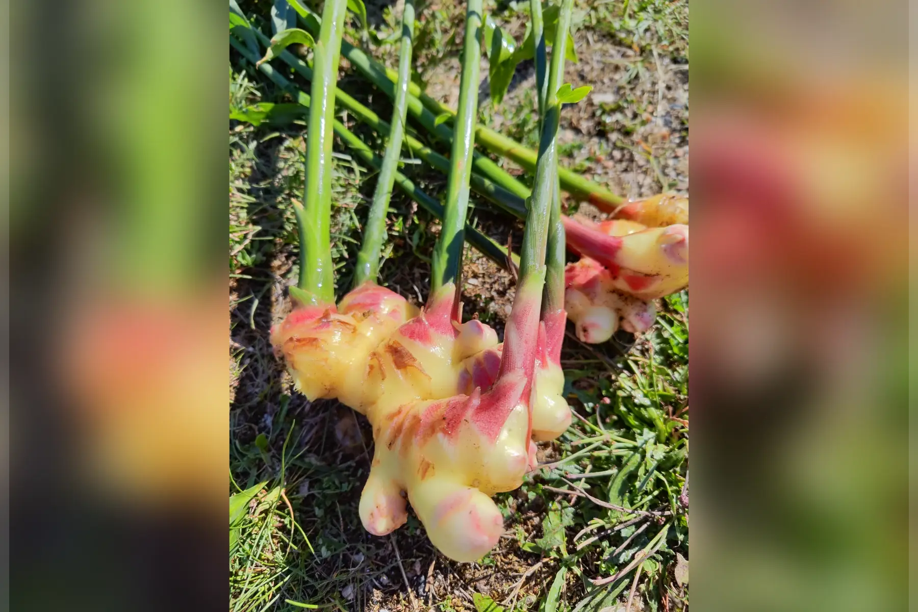 Gingembre - 250/300g -