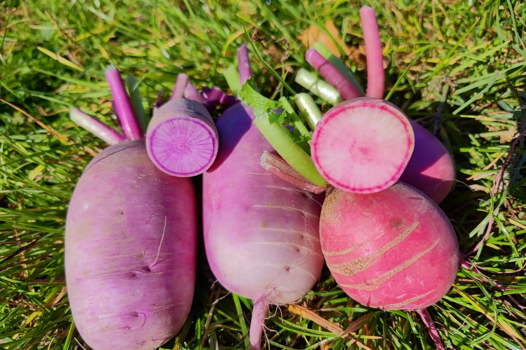 Mélange Radis -500g-