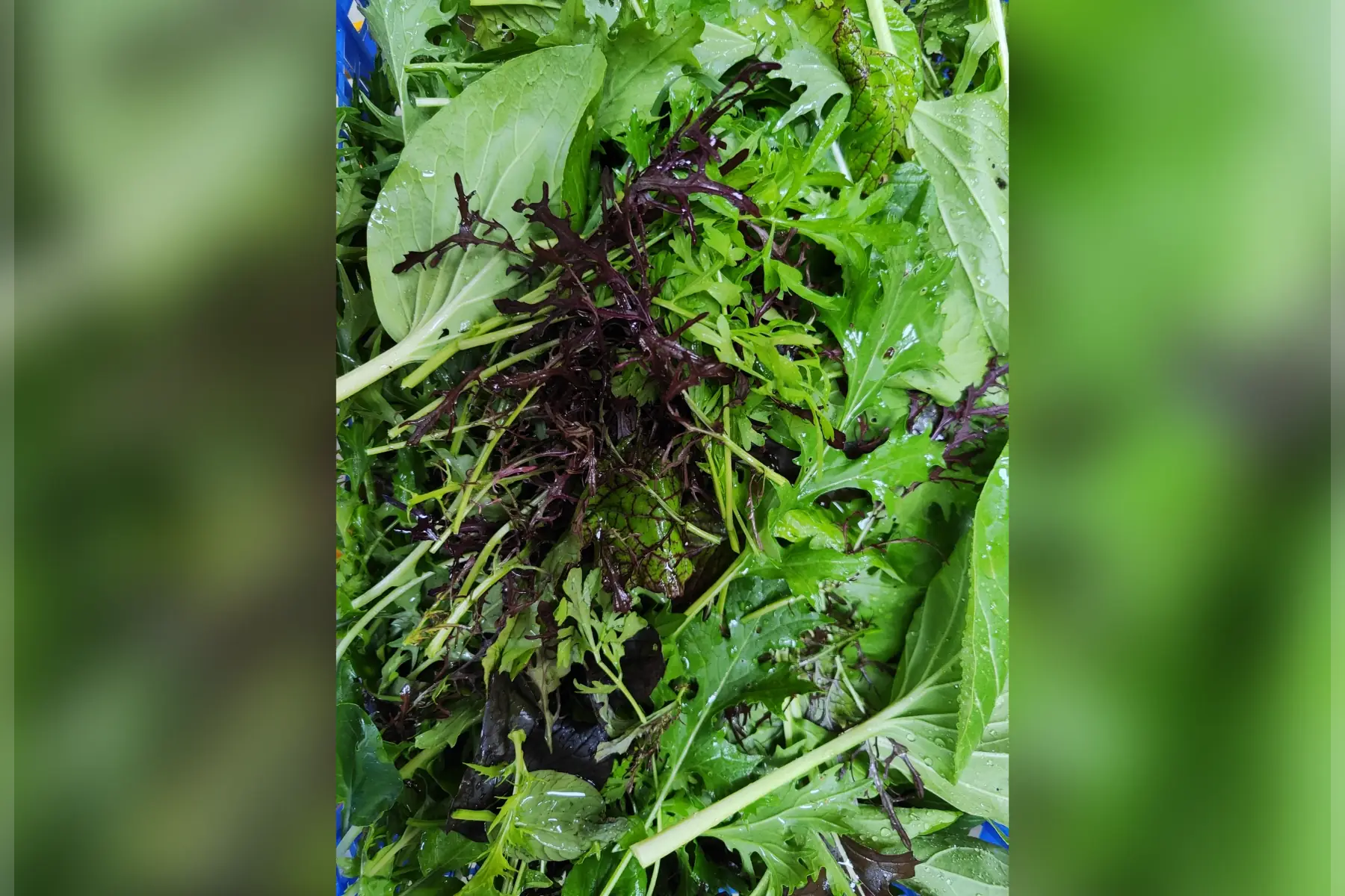 Mesclun "Samouraï" 150g