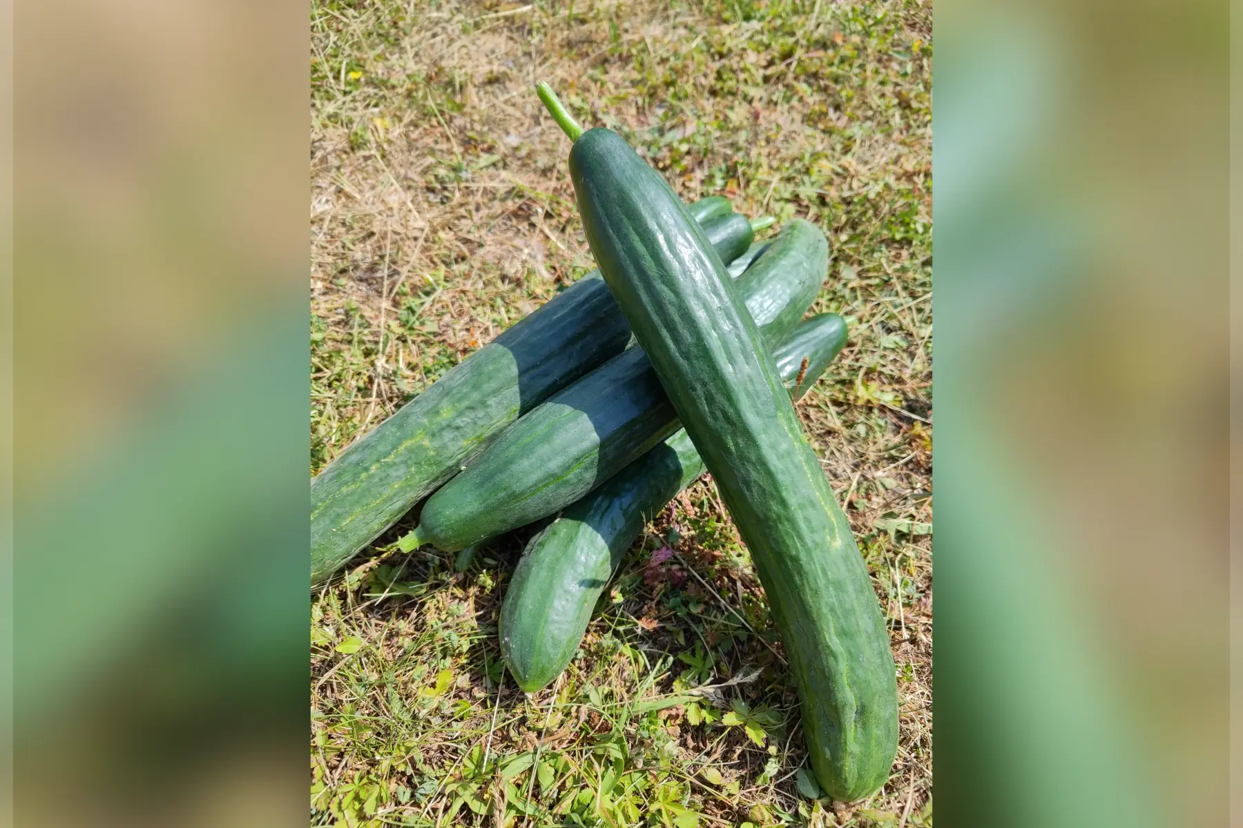 Concombre lisse ou épineux