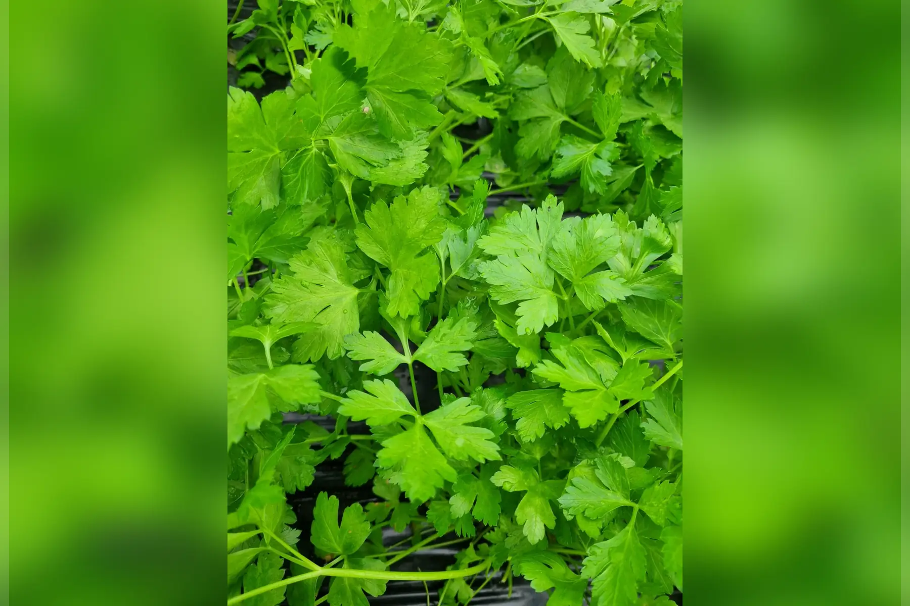 Persil plat x 1 bouquet