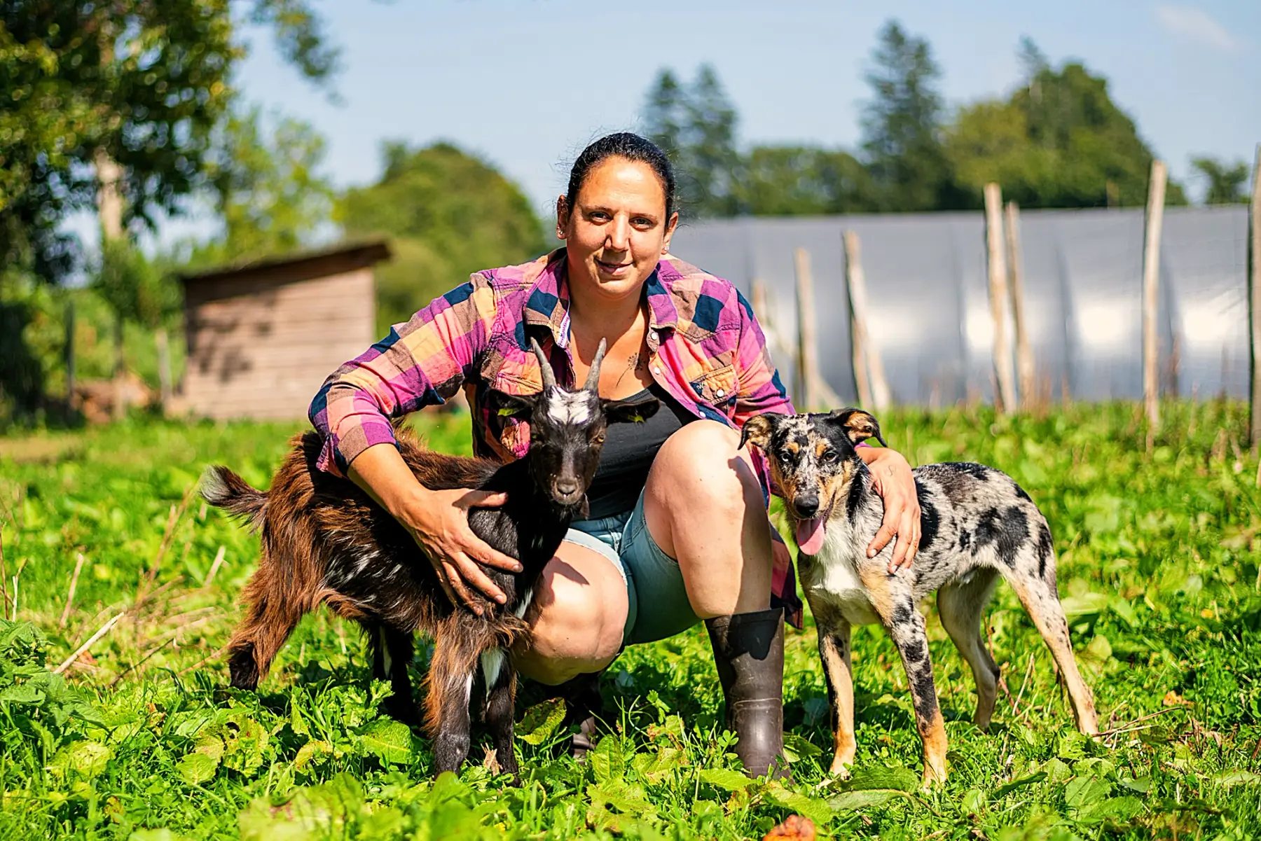 Auprès de mes chèvres