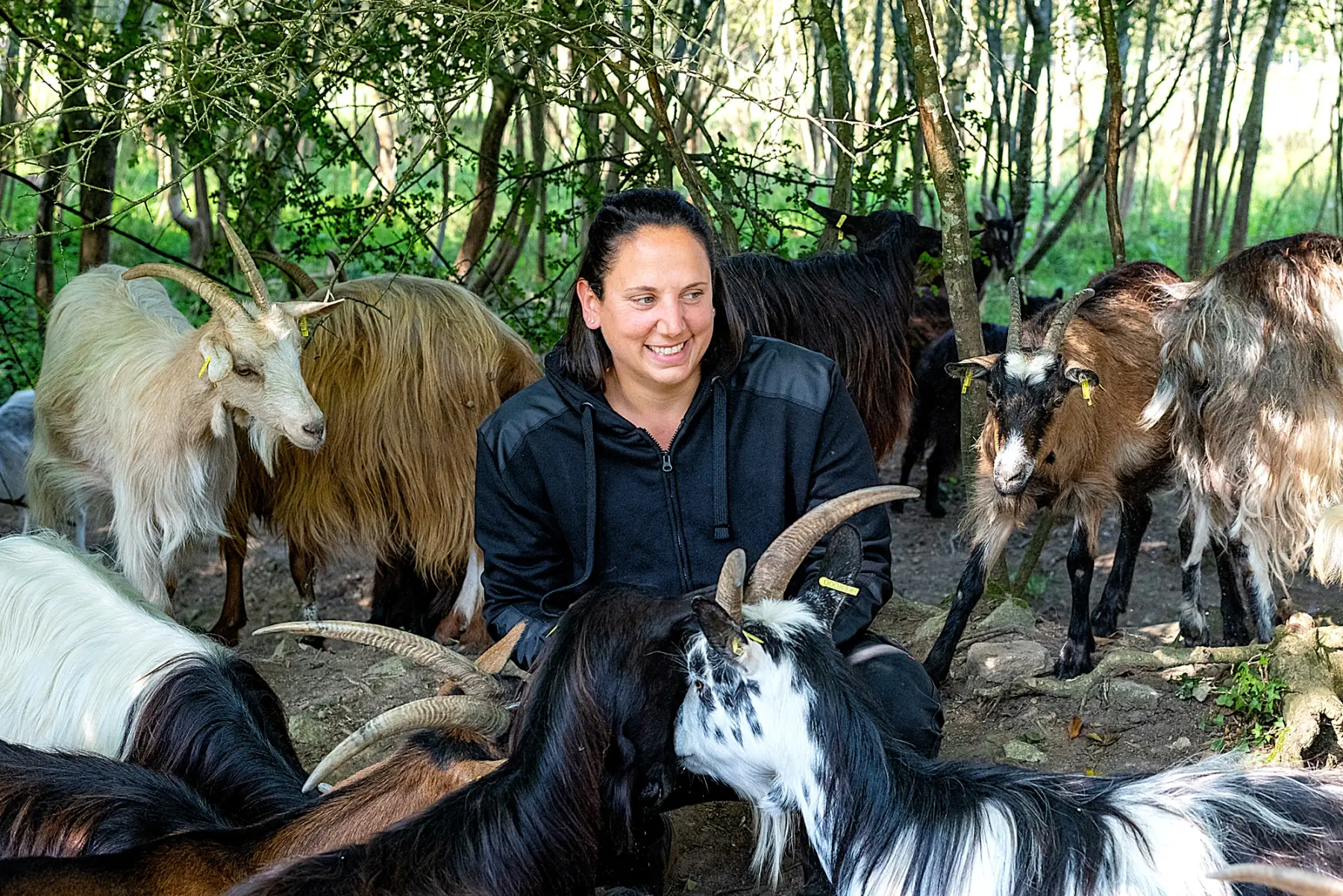 Auprès de mes chèvres