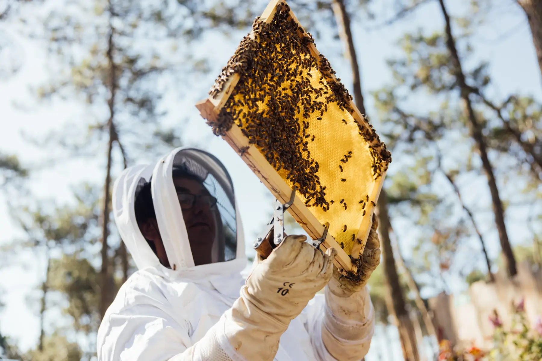 MIEL "UNE VIE DE LABEUR" EI DRUESNES CHRISTOPHE