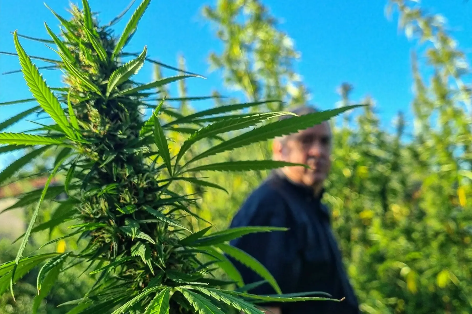 Verte & Rebelle par EARL Malé-Fréville