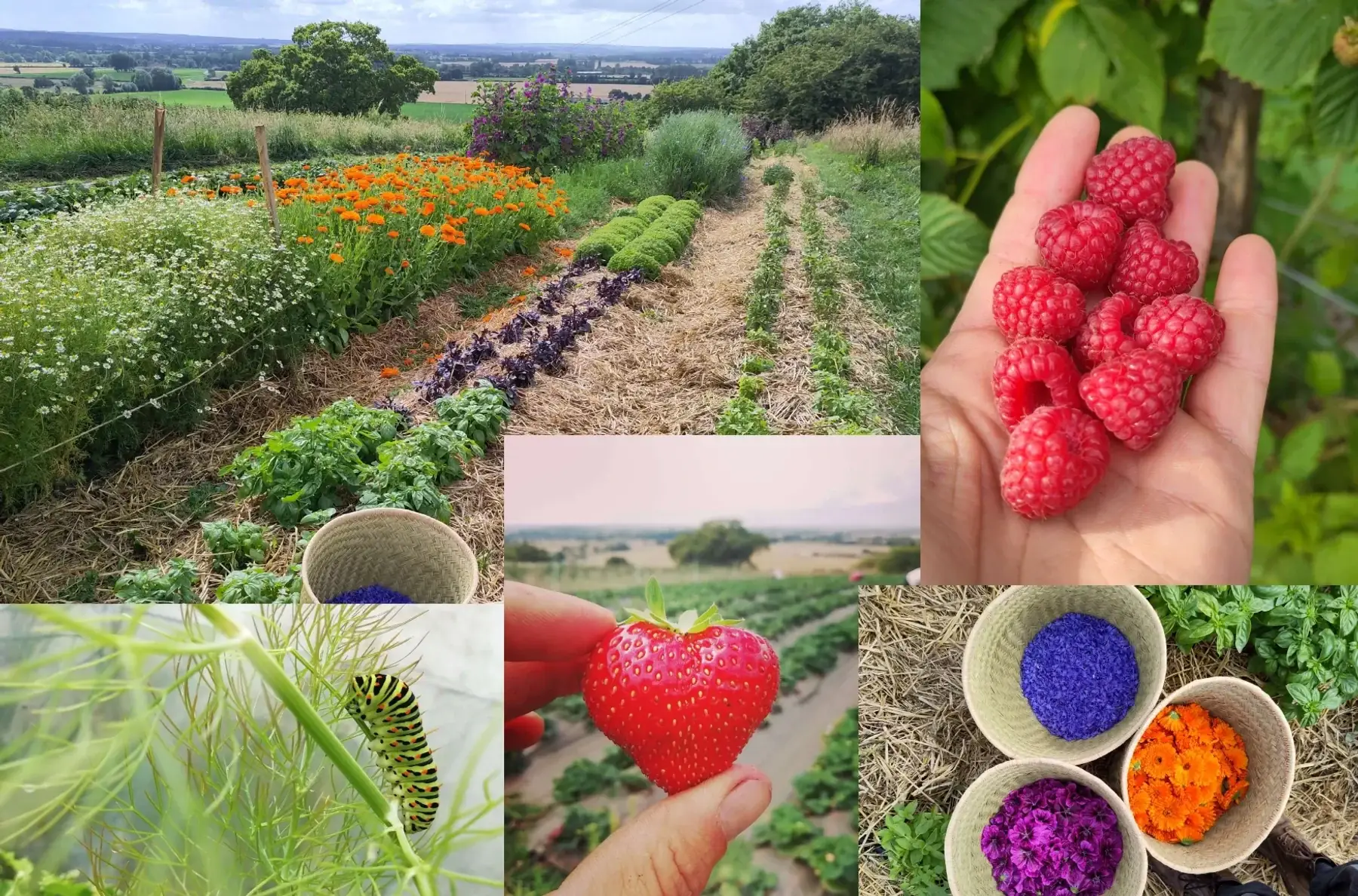 Ferme fruitière et pépinière des Broussailles