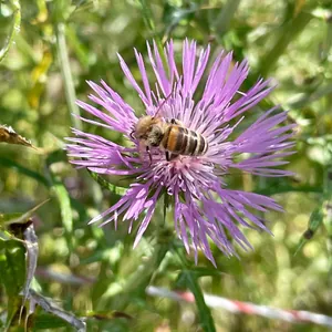 La Ferme de Saint Gauzens