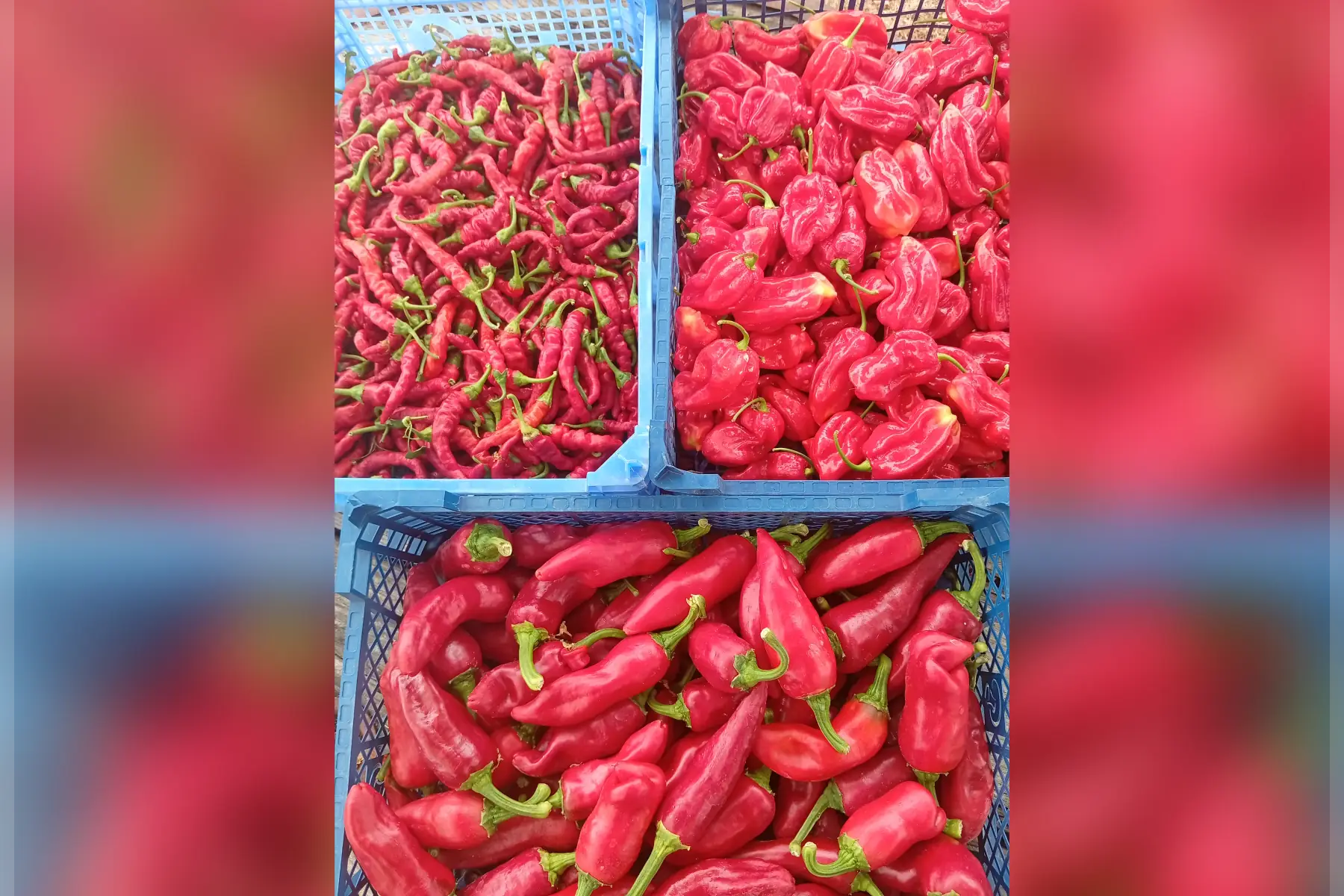 Piments