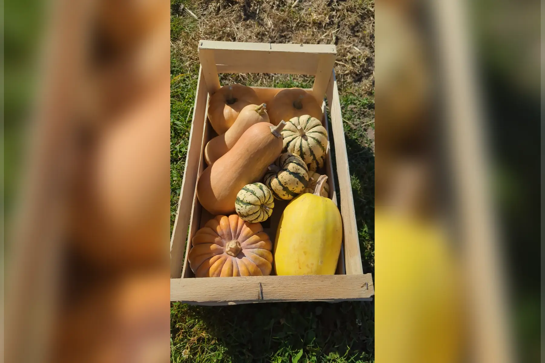 5 kg courges variées