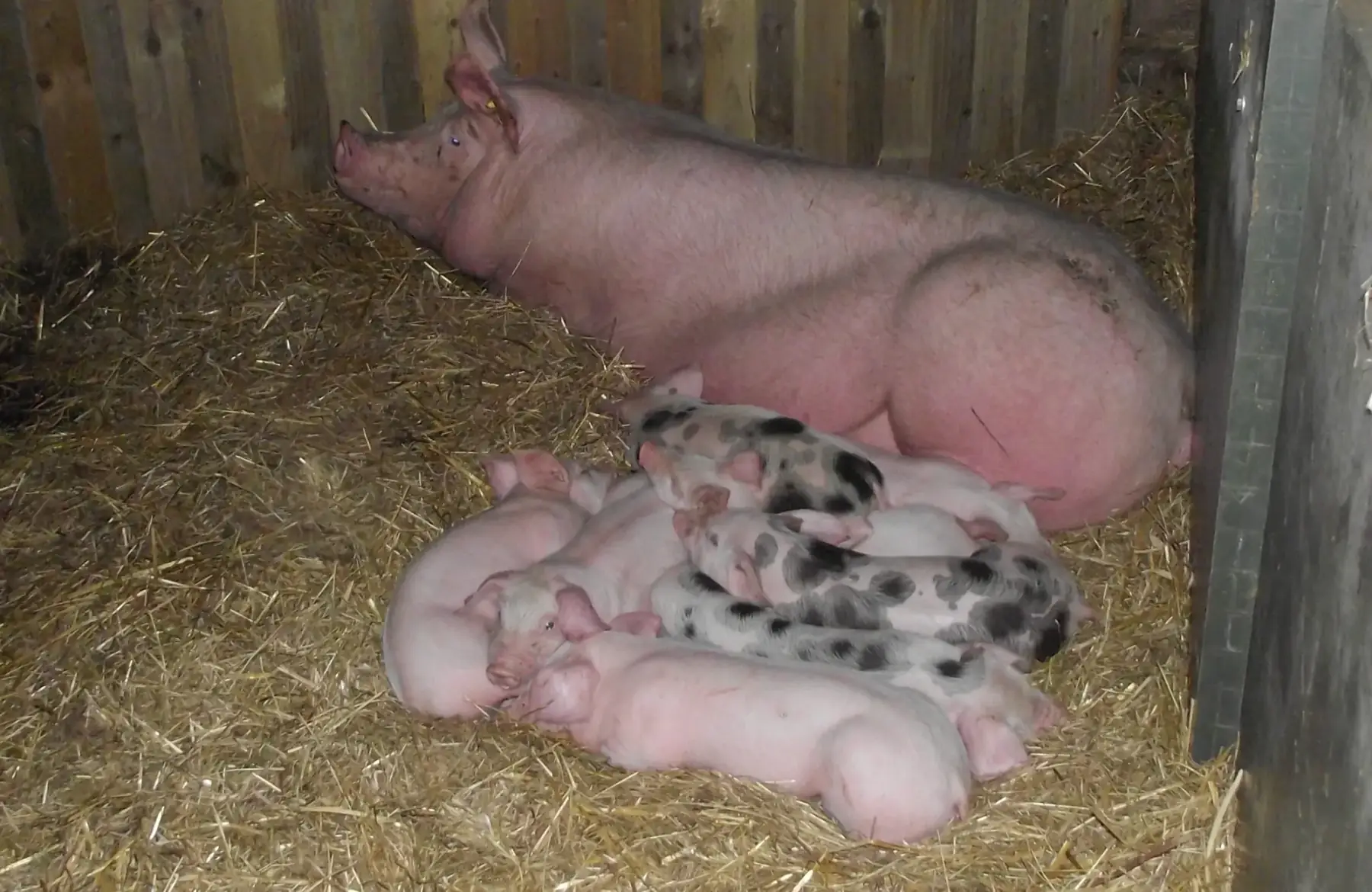 Ferme du biau chemin des landes