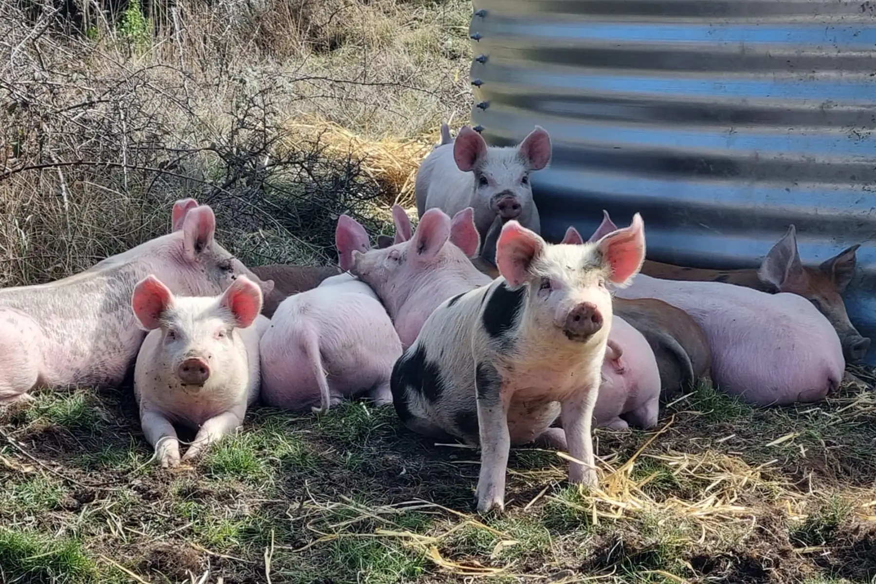 Colis de Porc 6 ou 12kg