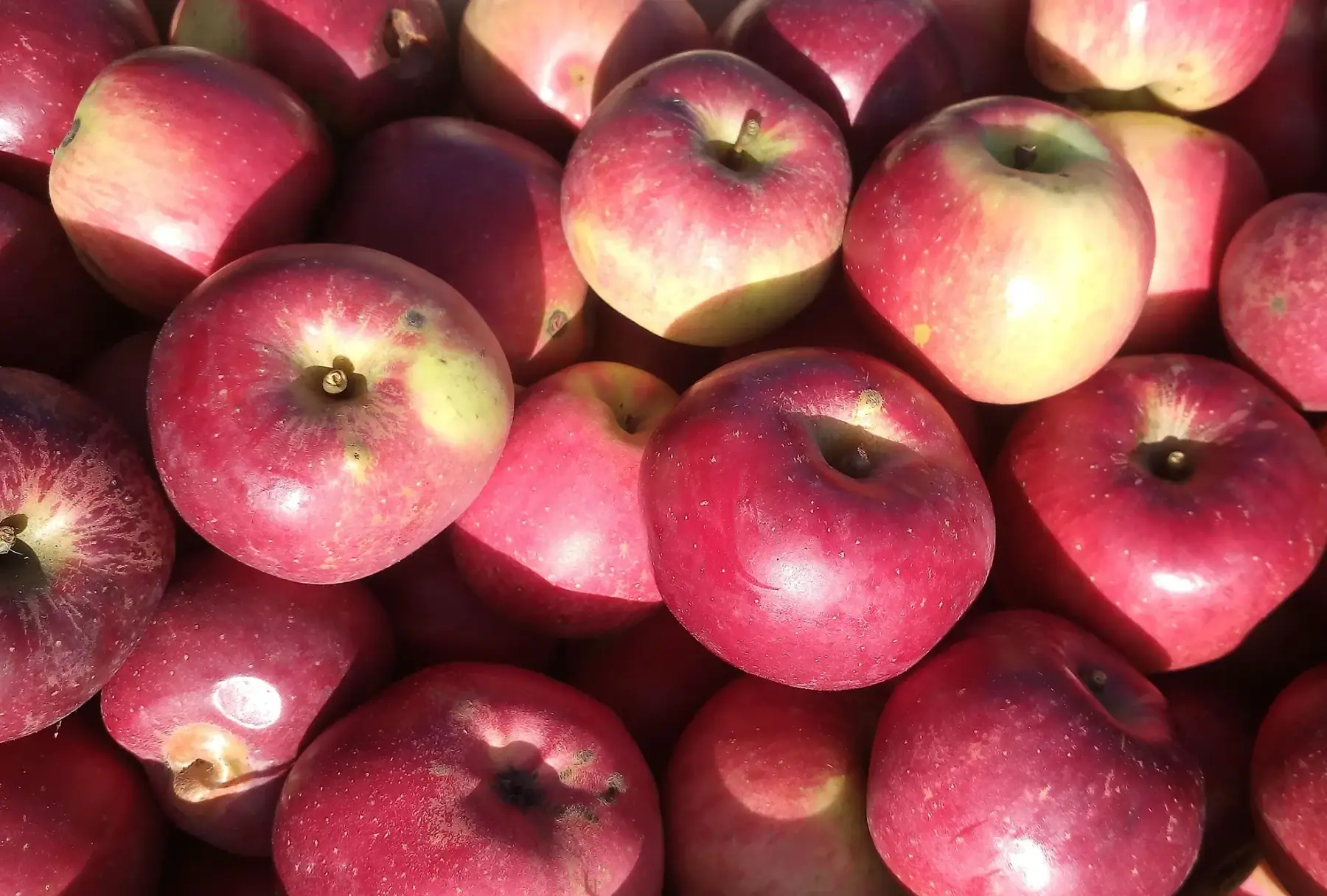 Pommes variété Melrose