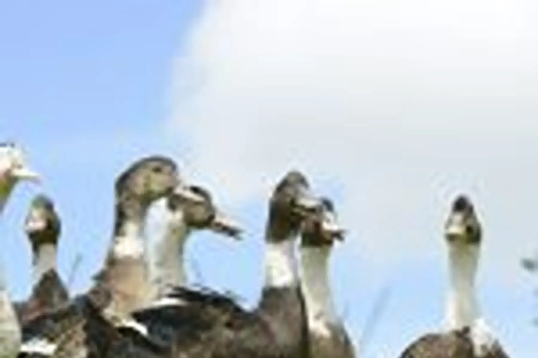 earl pitoux mireille et fils