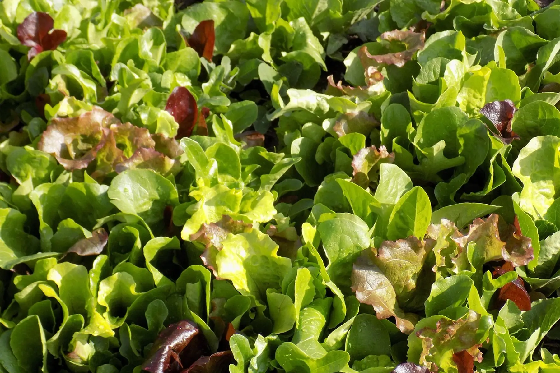 Jeunes pousse ( mesclun )