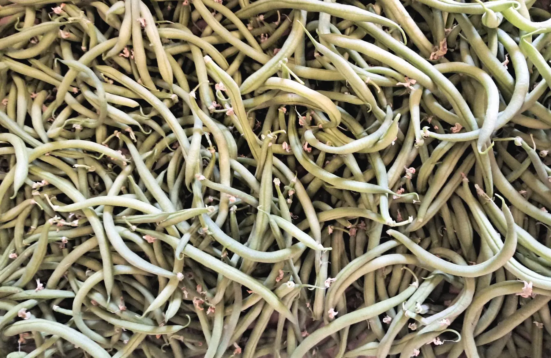 Haricot vert