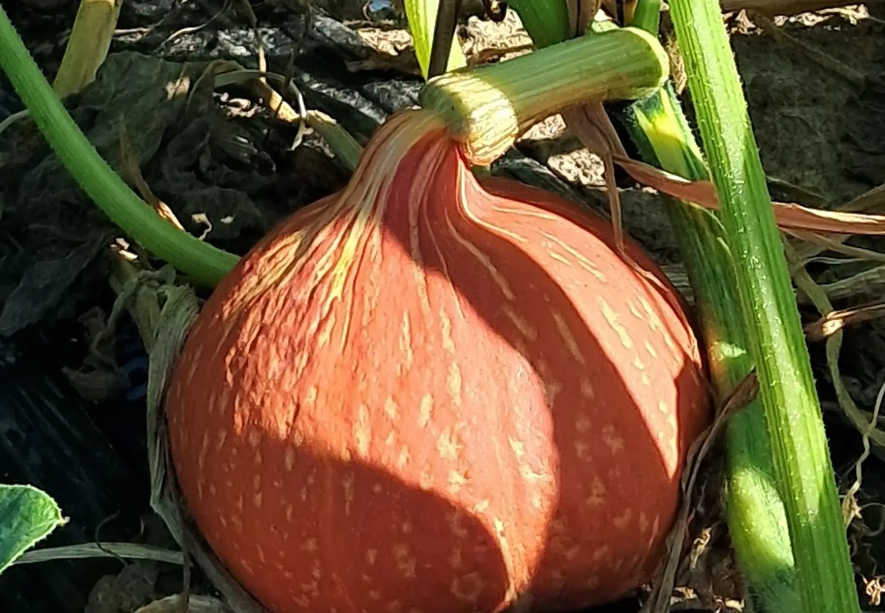 Courge Potimarron gros