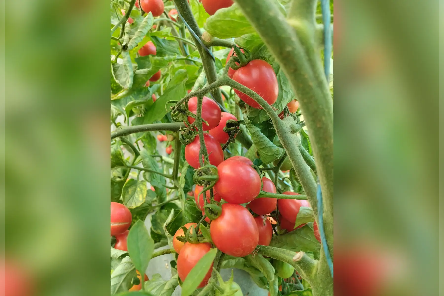Tomate cocktail