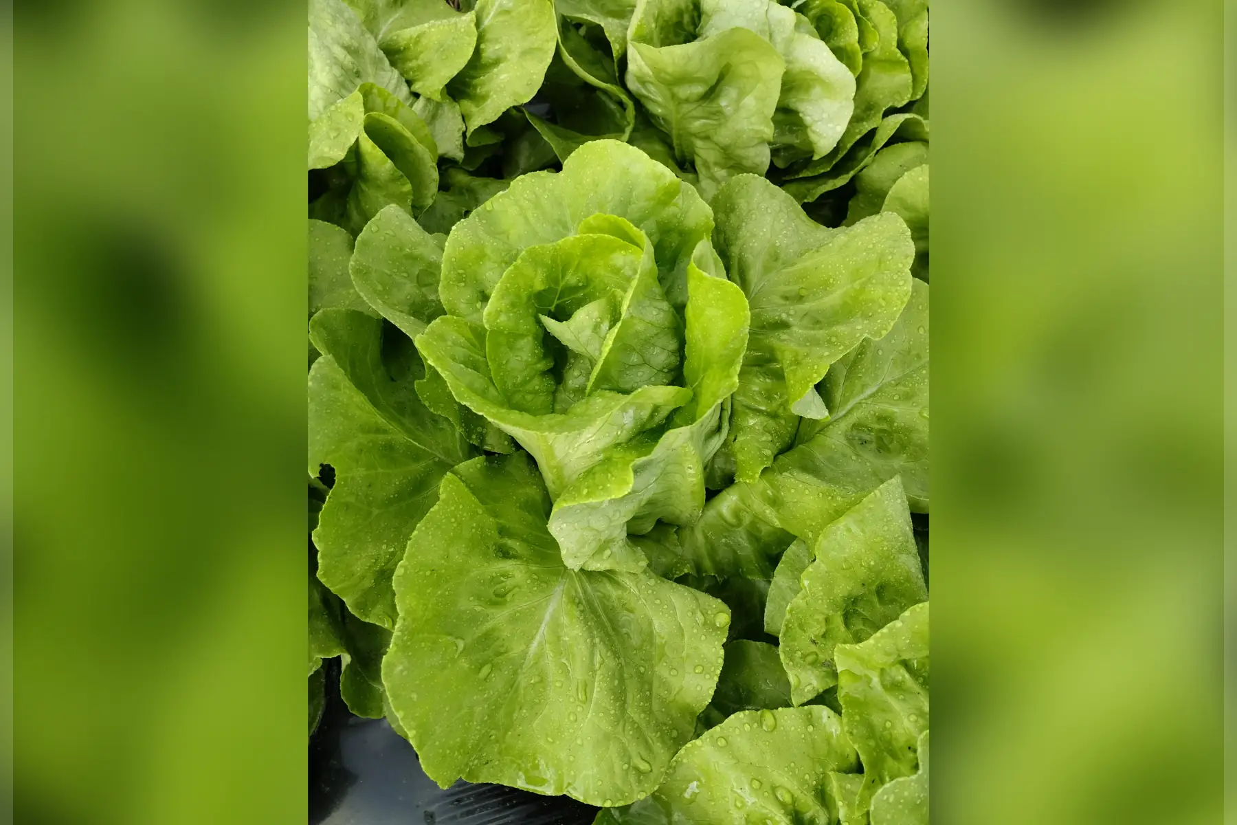 Salade laitue