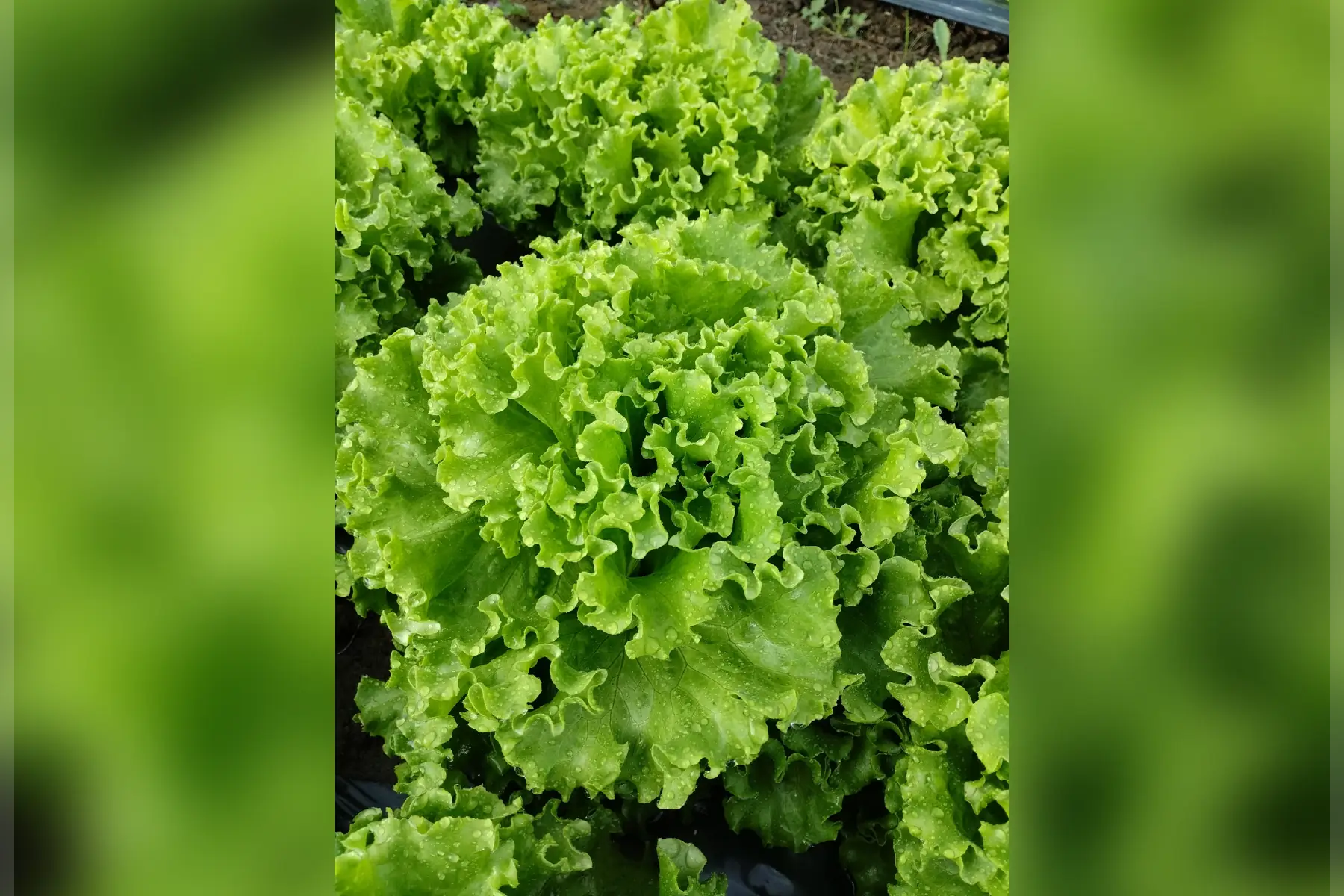 Salade Batavia