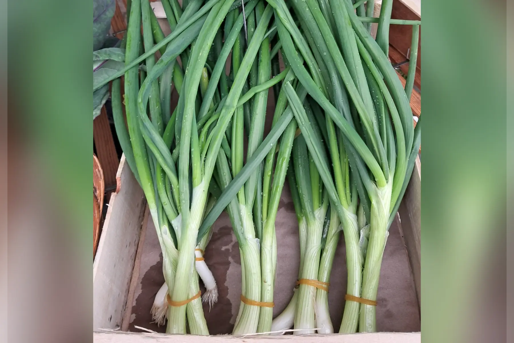 Oignons cebette / ciboule
