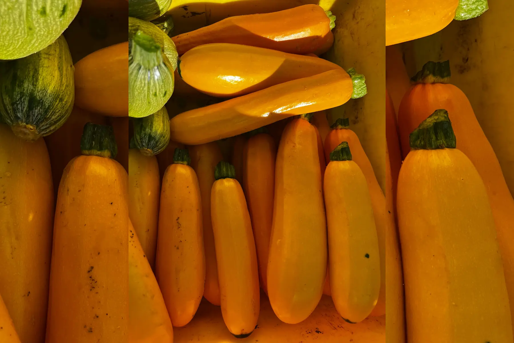 Courgette jaune