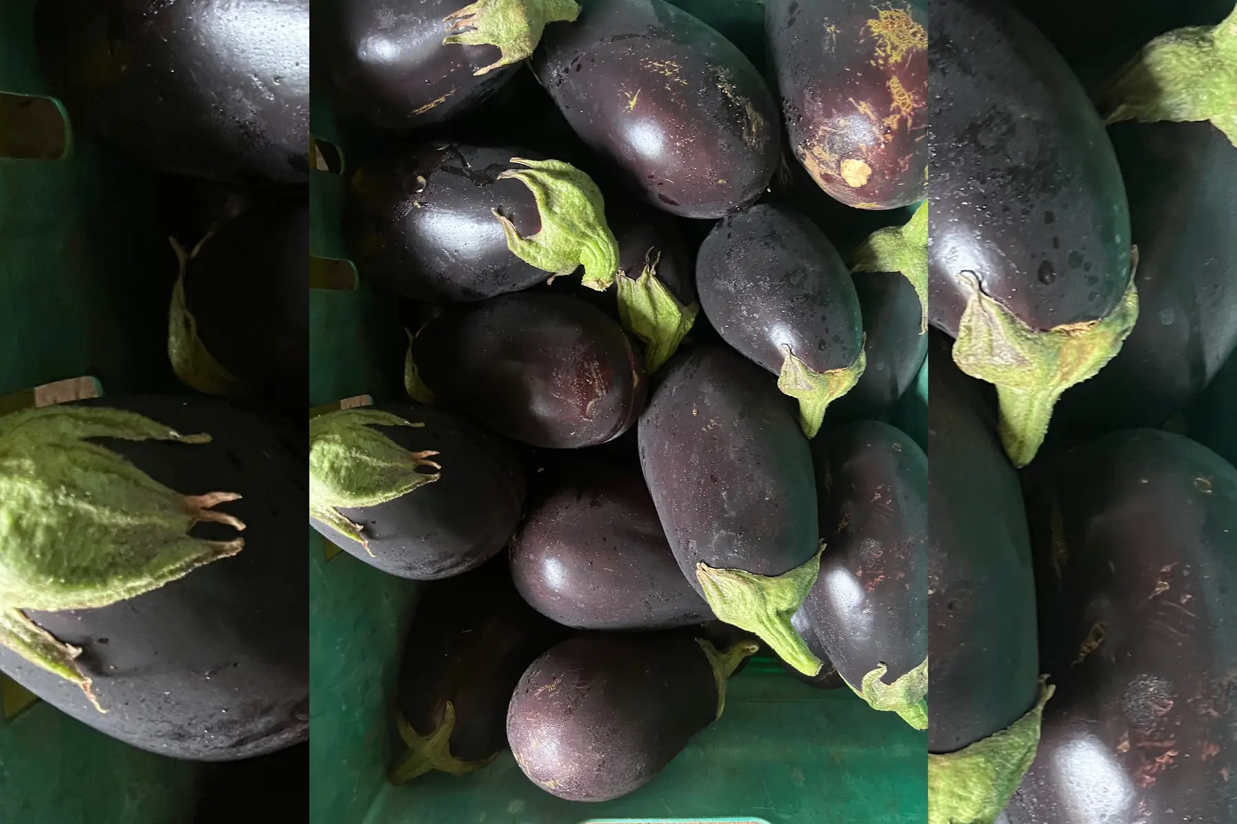 Aubergine