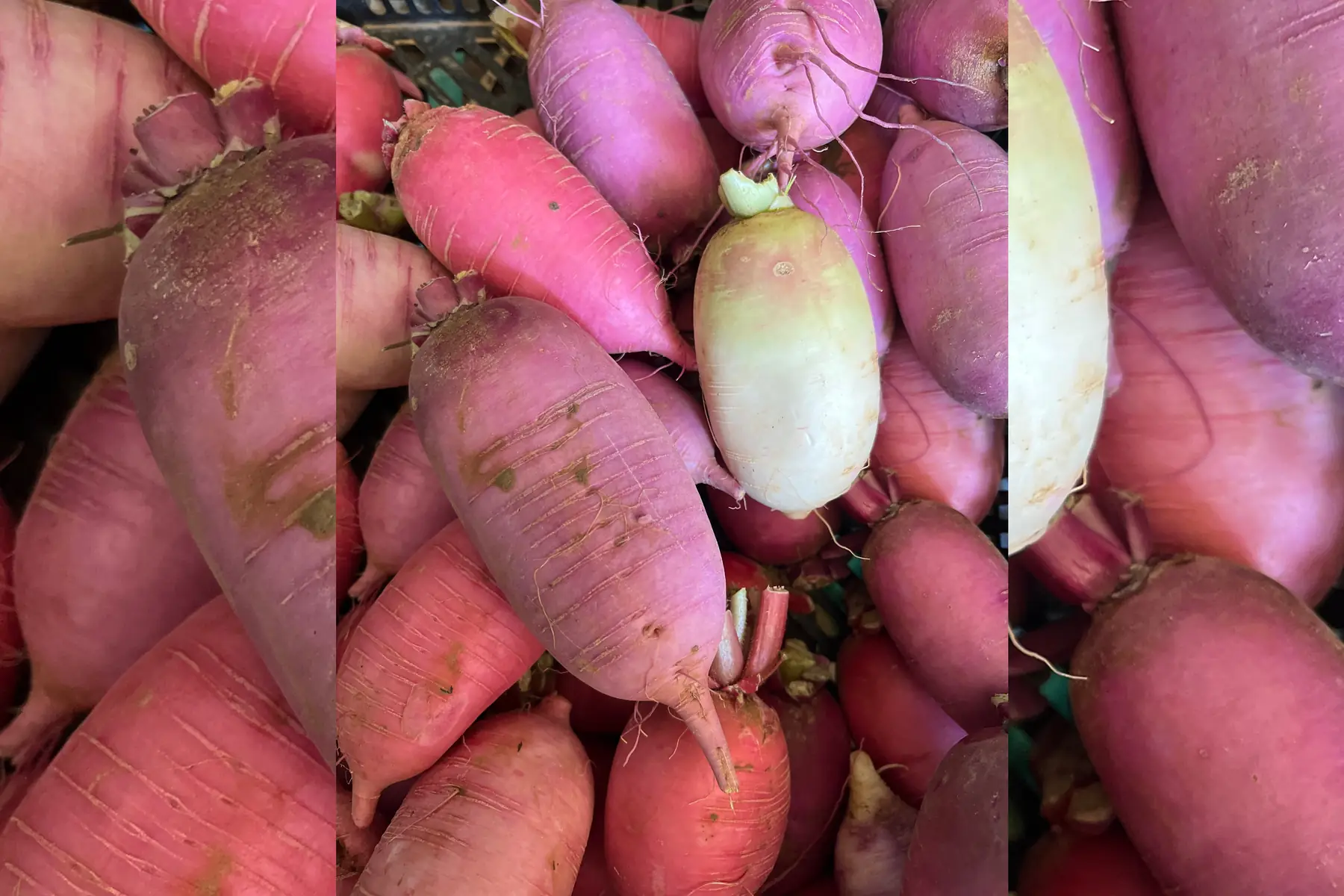 Radis rave d automne