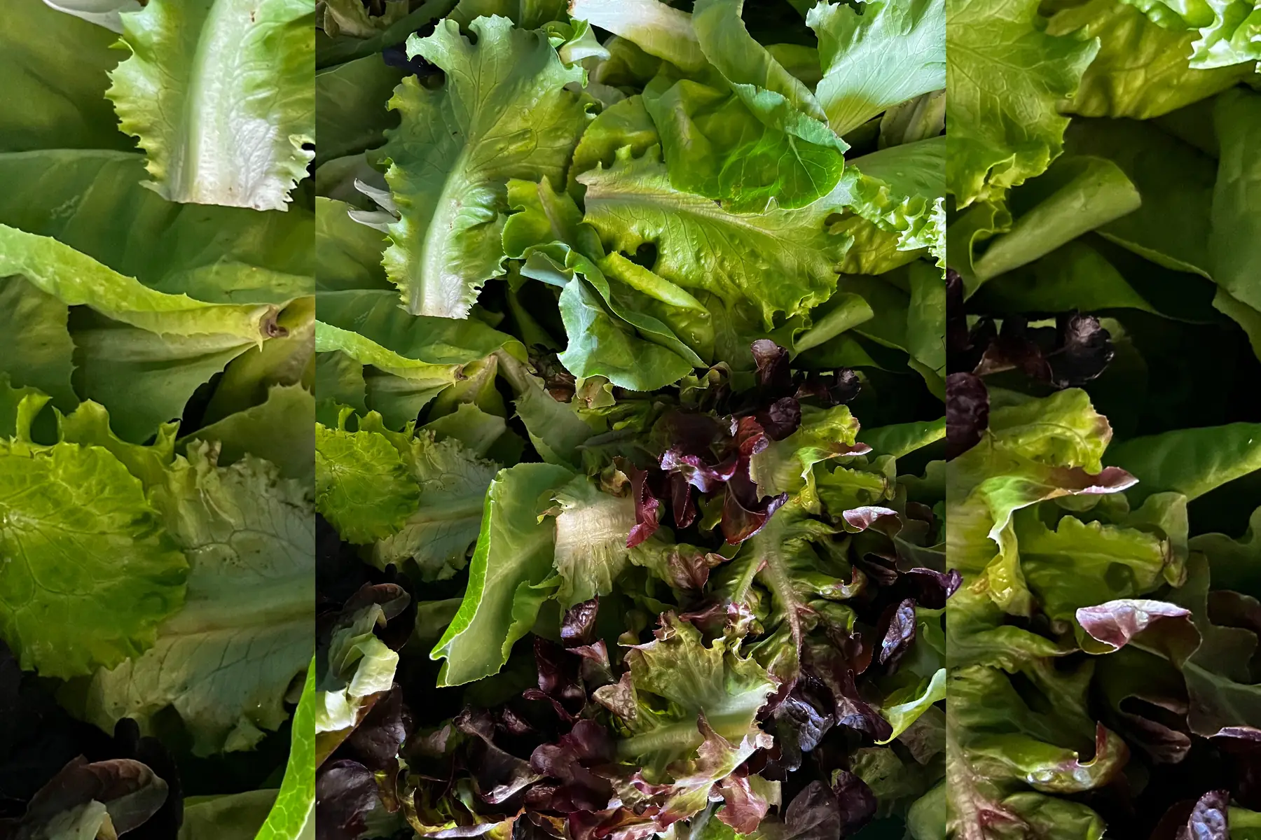 Mesclun