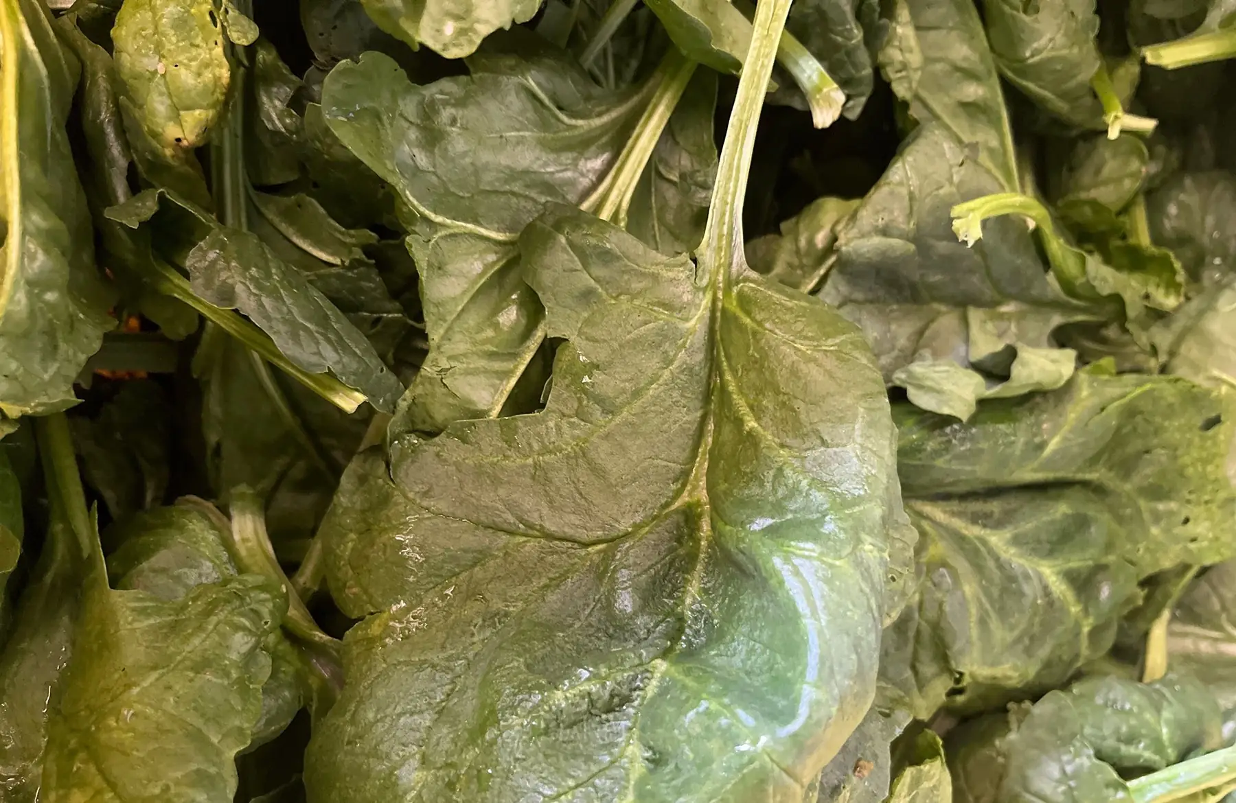 Épinard frais