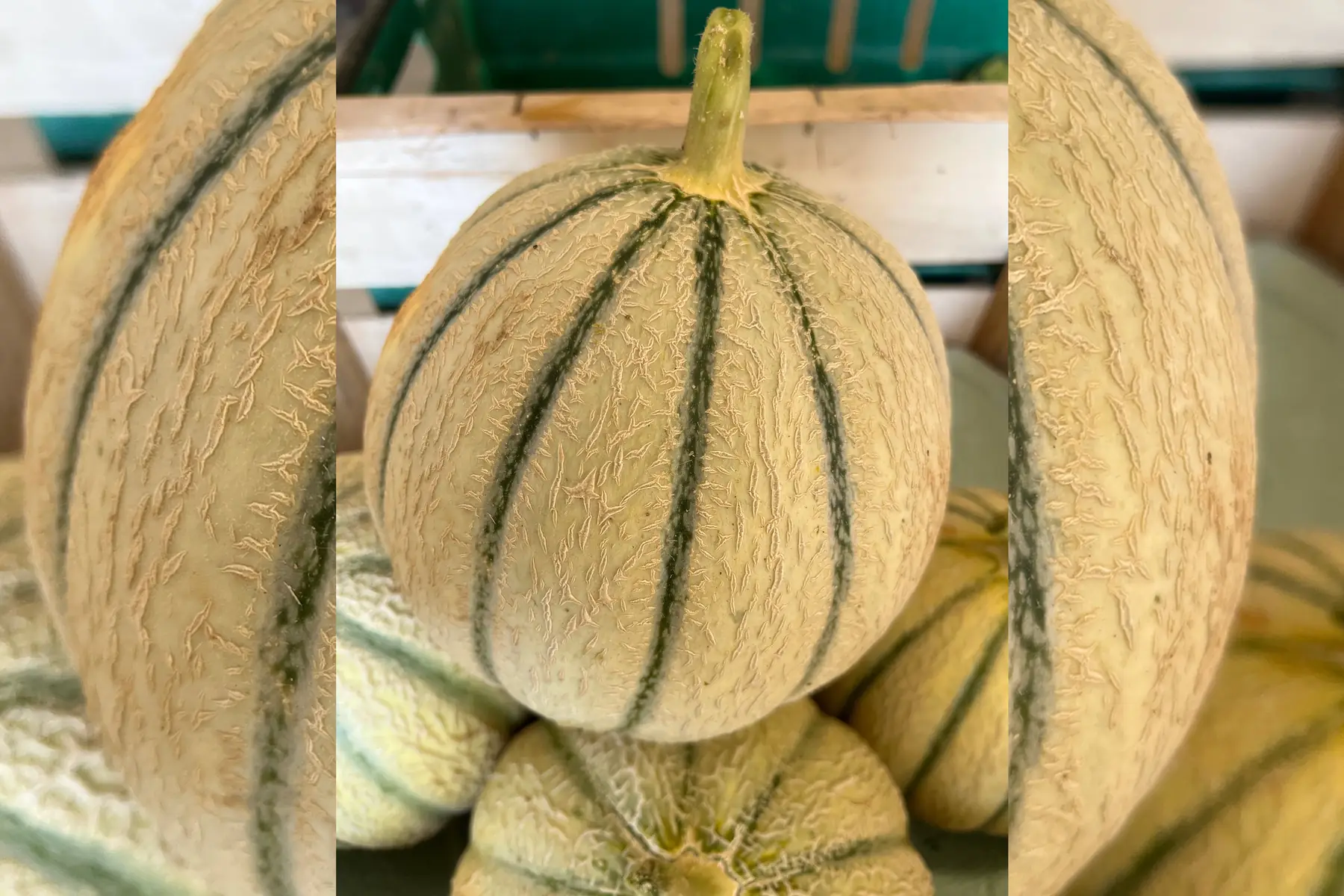 Melon de 9 environ 1kg - 1,500kg