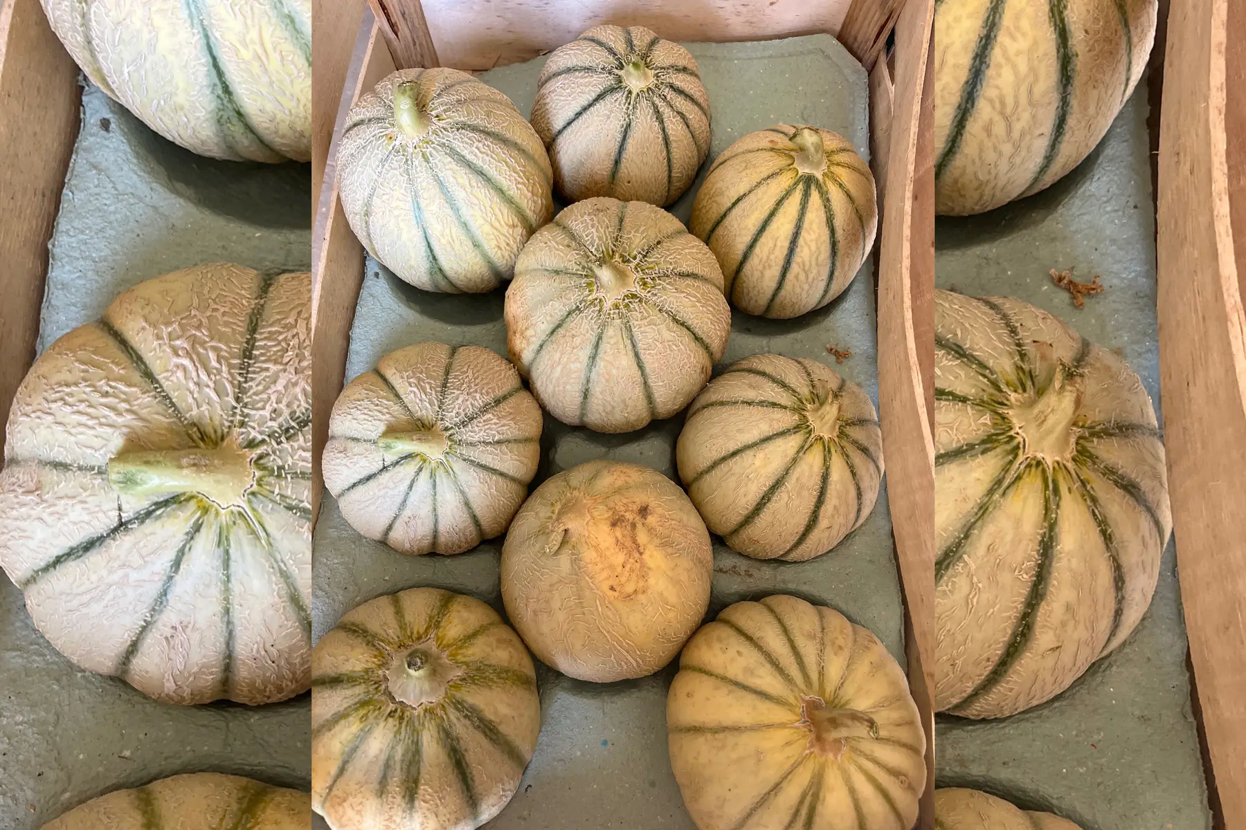 Melon plateau de 9