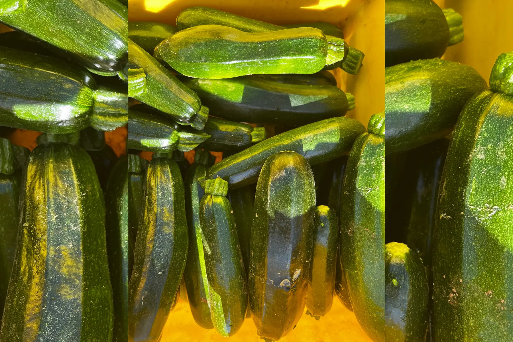 Courgette verte