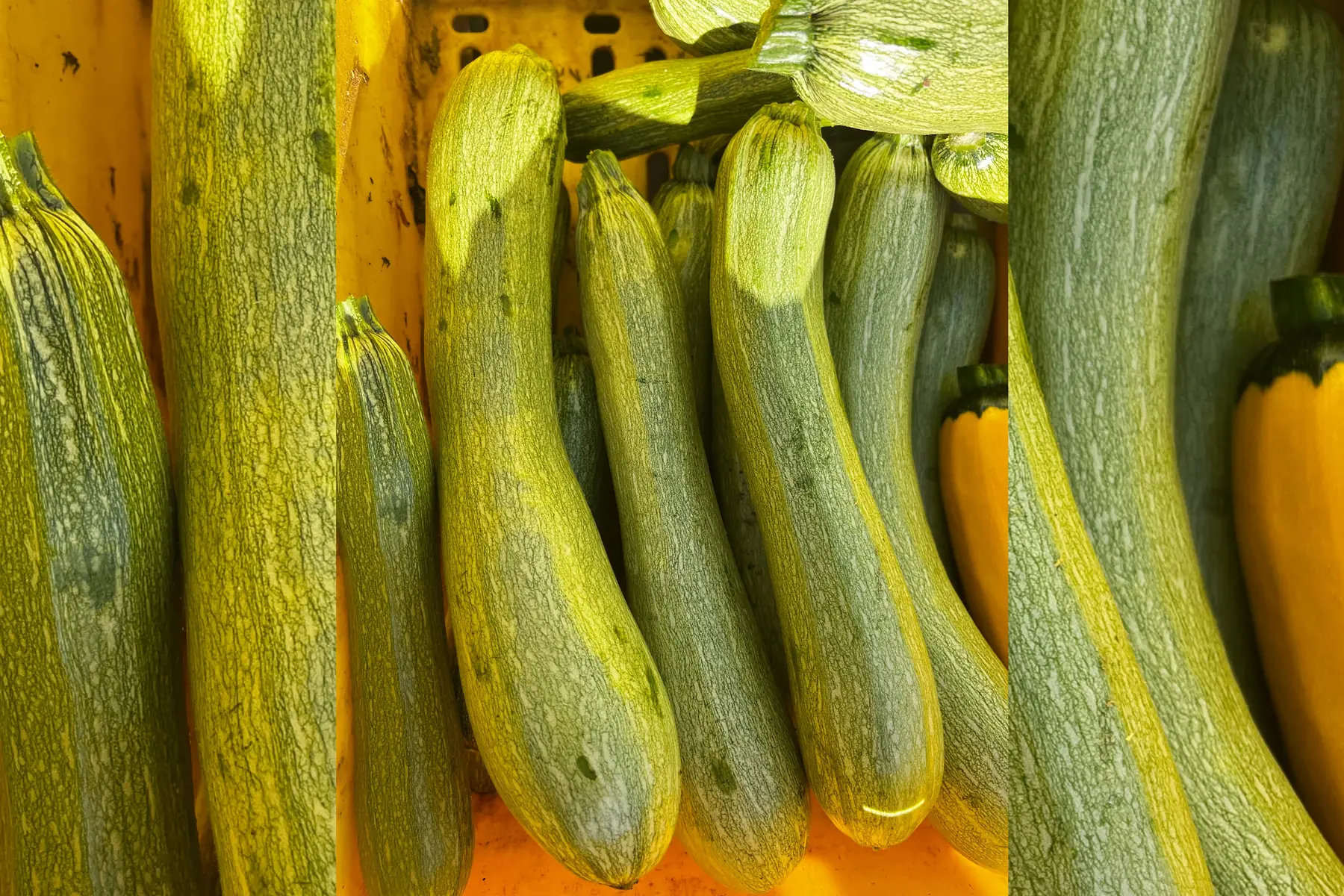 Courgette vert clair