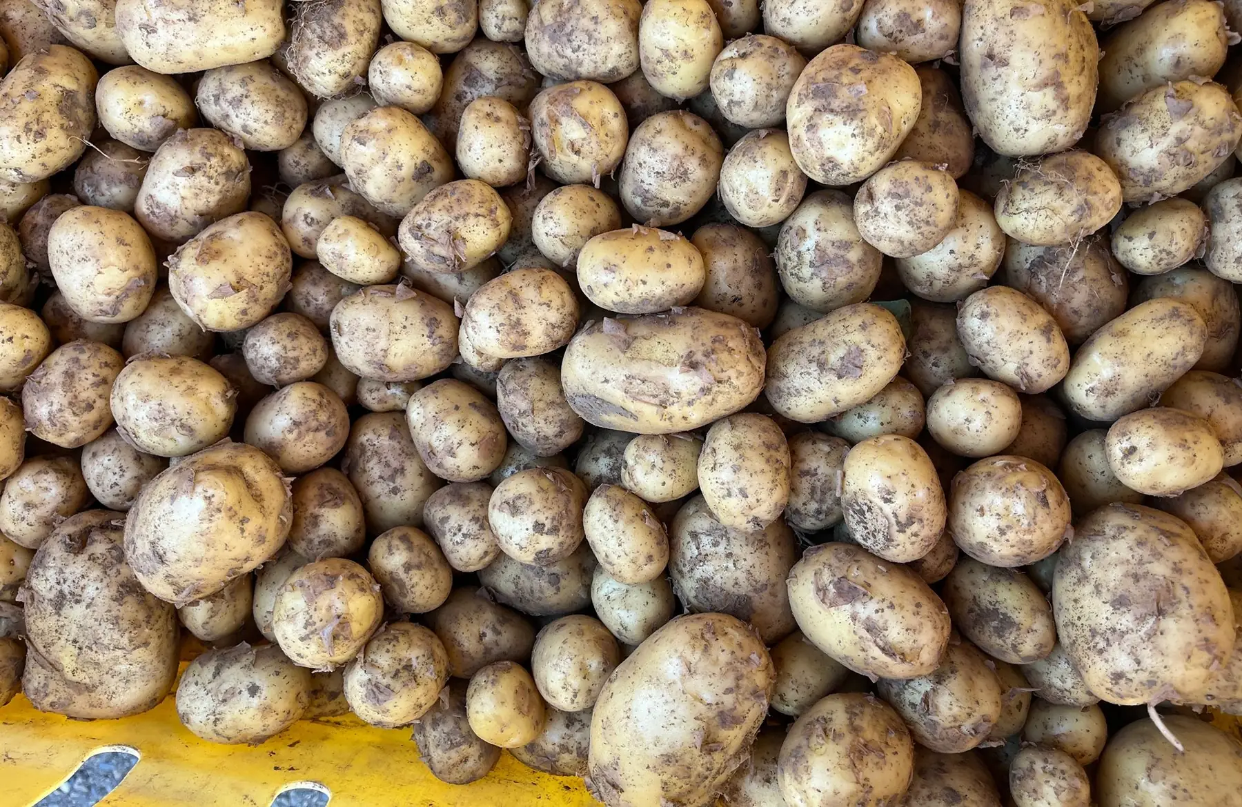 A-Pomme de terre 2026
