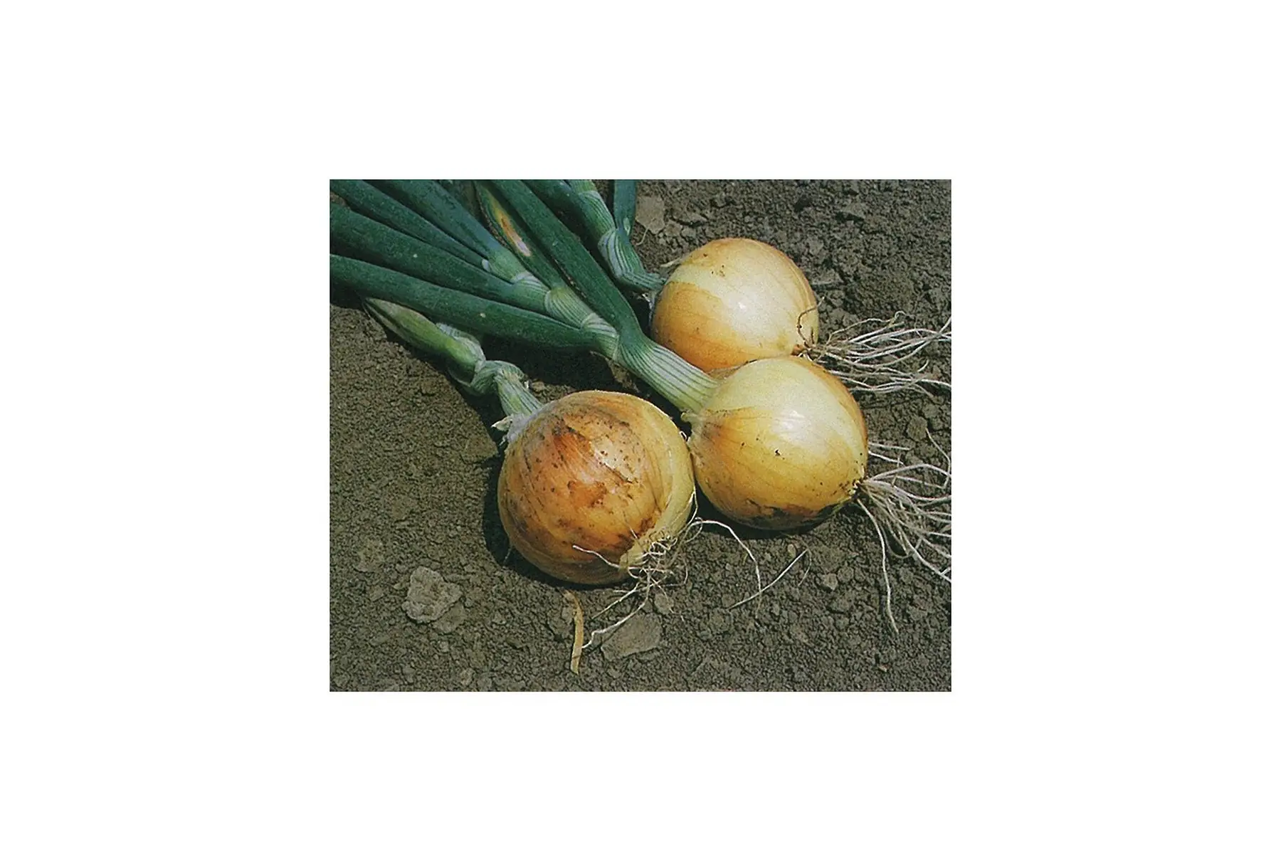 oignon jaune nouveau