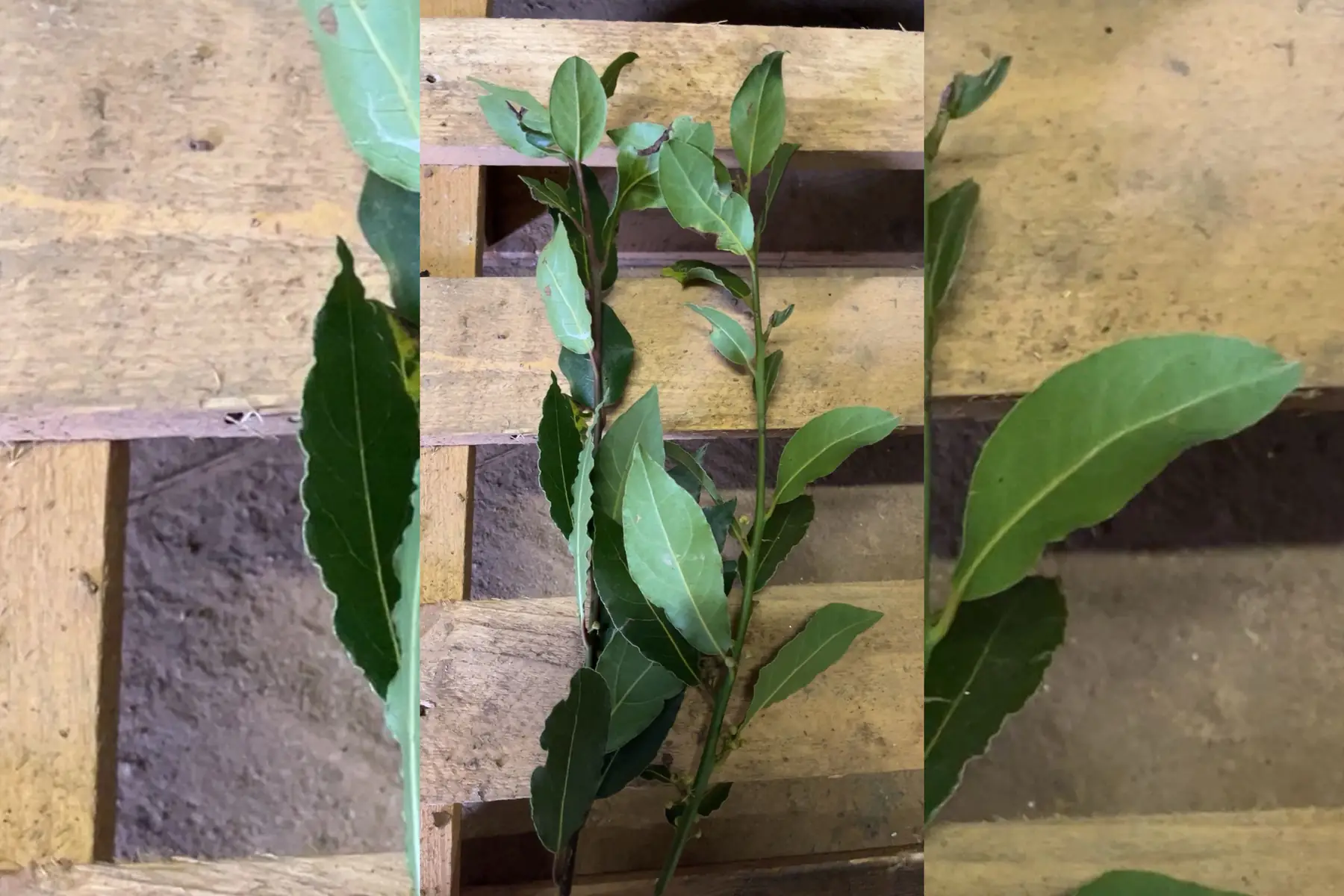 Aromatique Laurier sauce