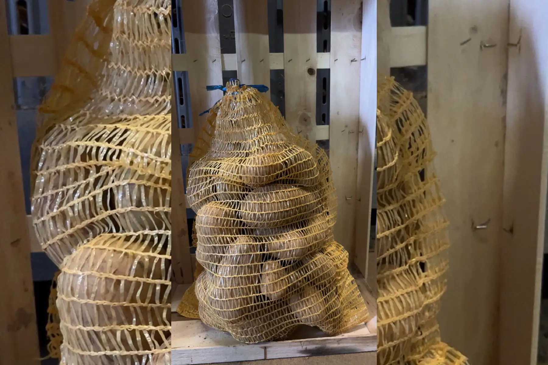 Filet de 5kg pomme de terre Colomba