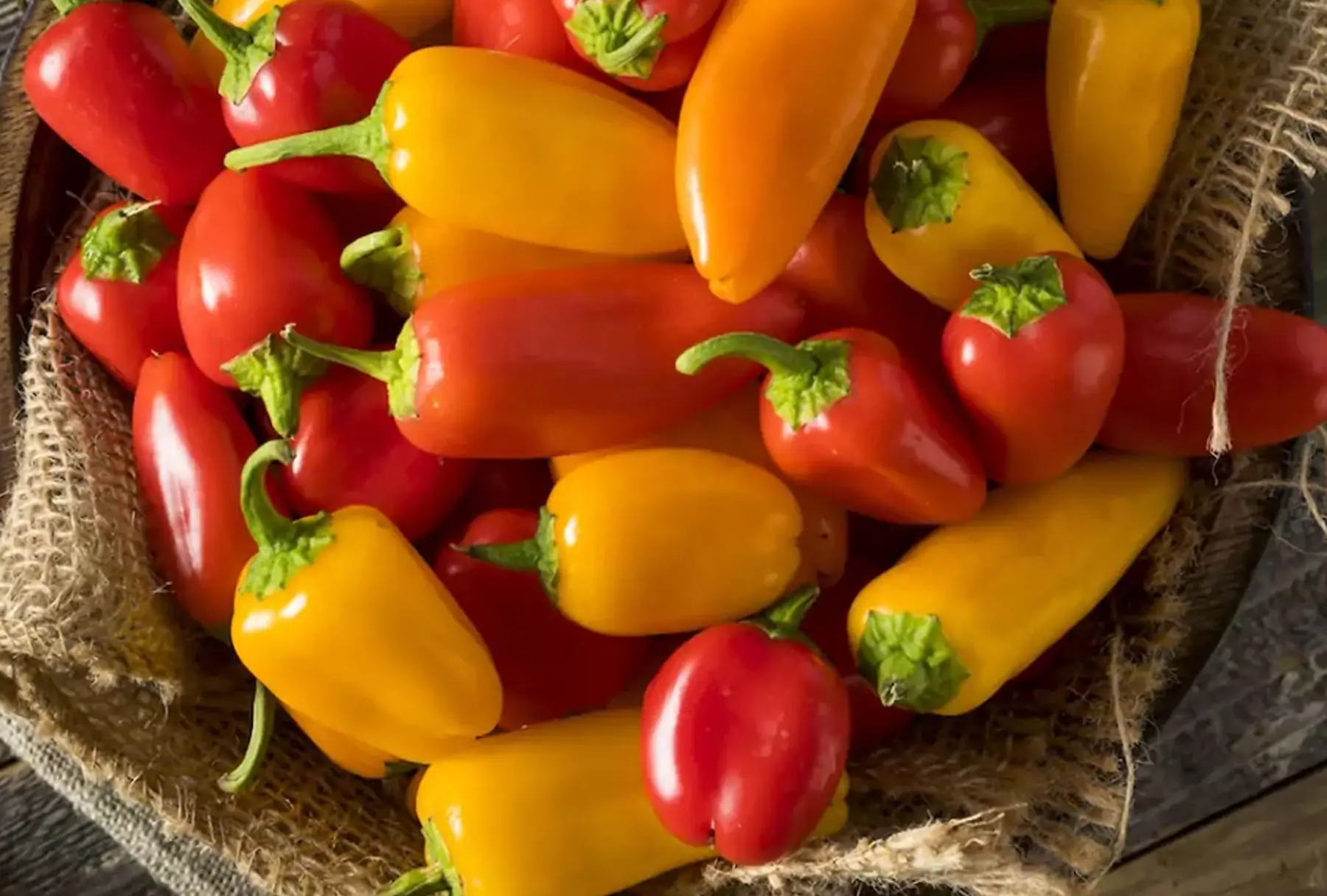 P- Mini poivron de couleurs