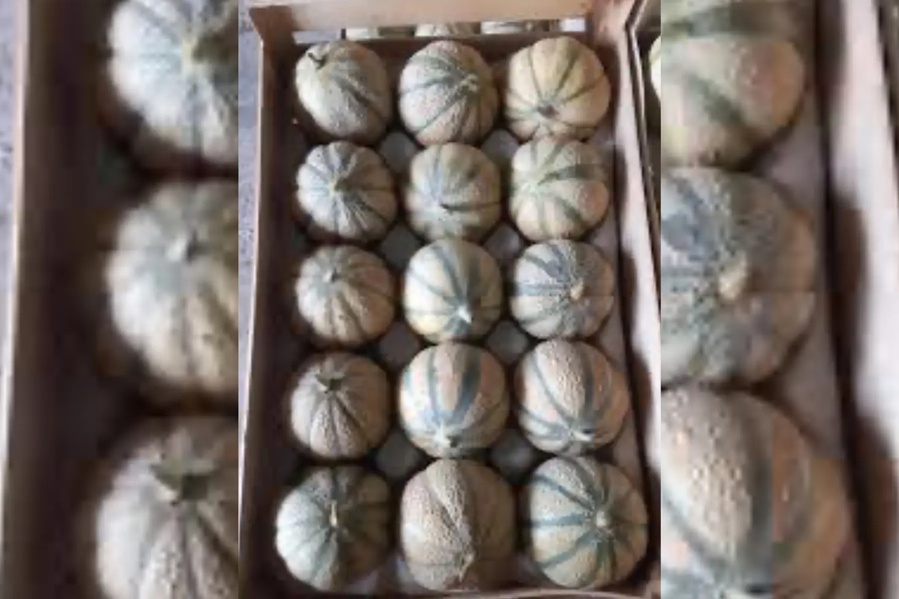 Melon 15 (600-800grs)
