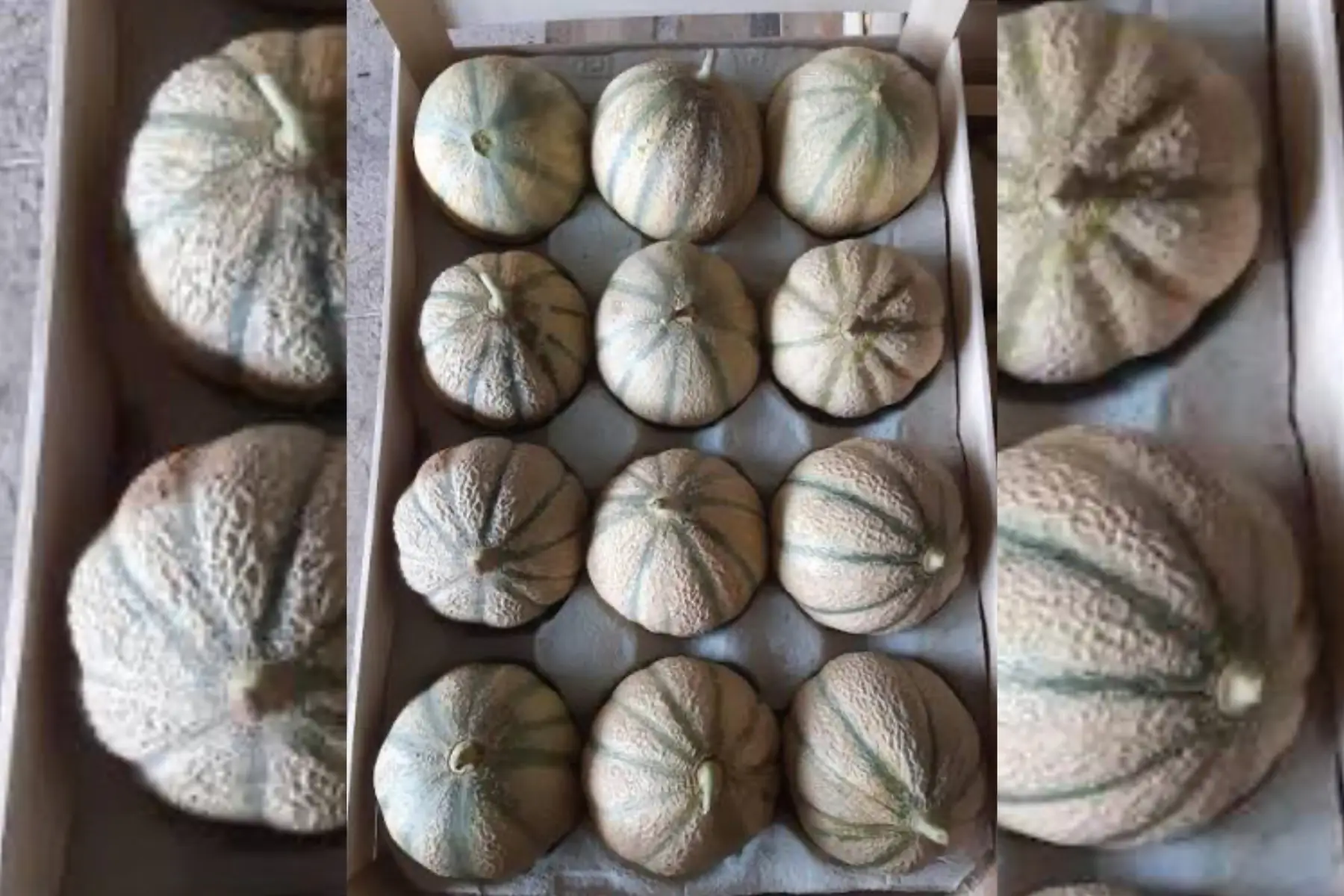 Melon 12 (800-950grs)