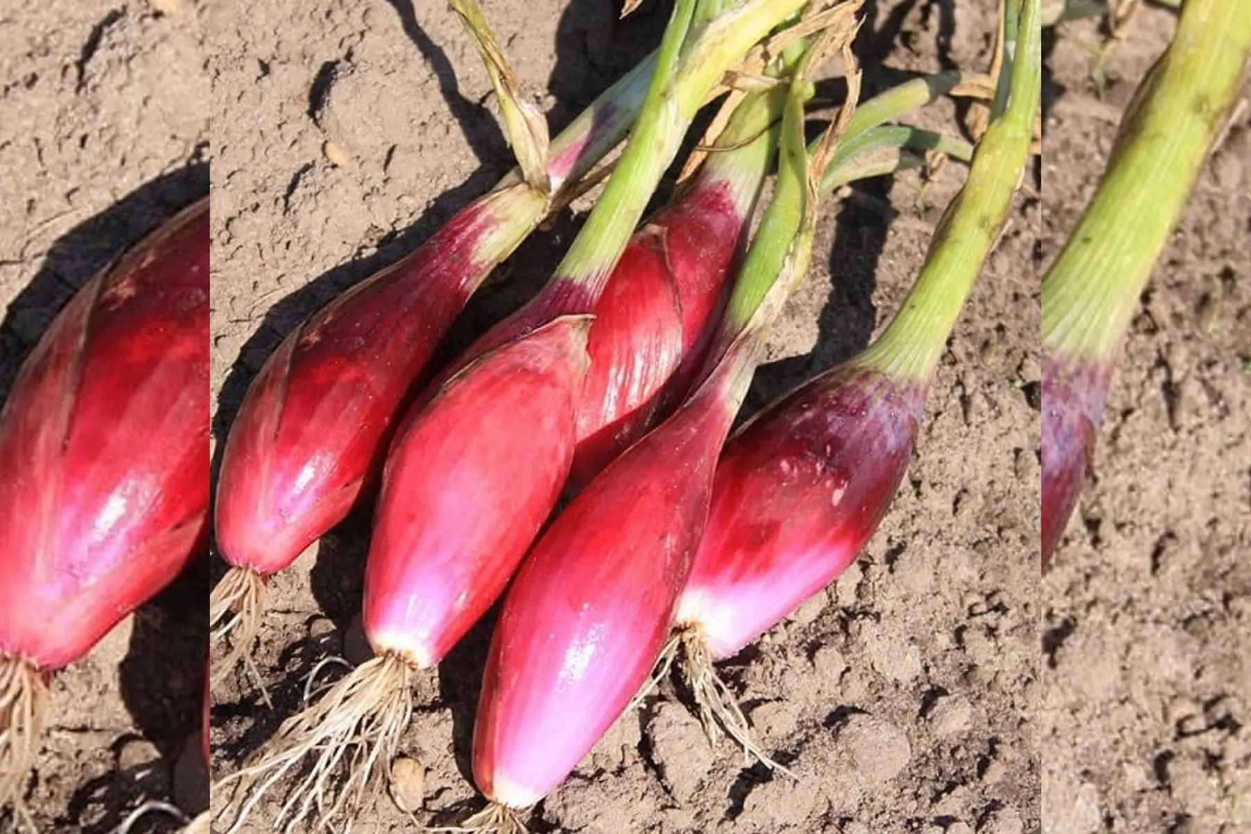 Oignon long doux de Florence