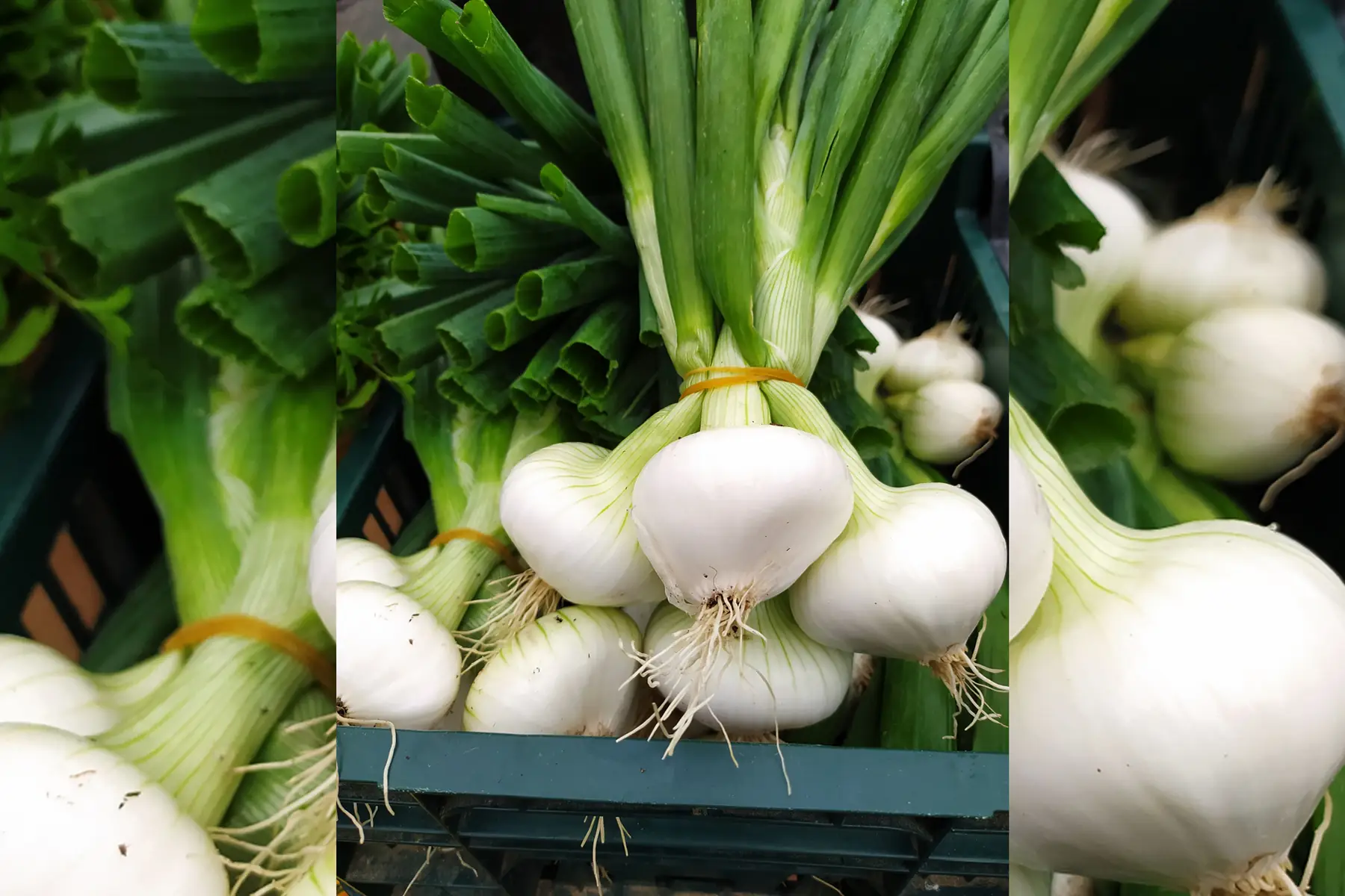 oignon blanc nouveau vrac
