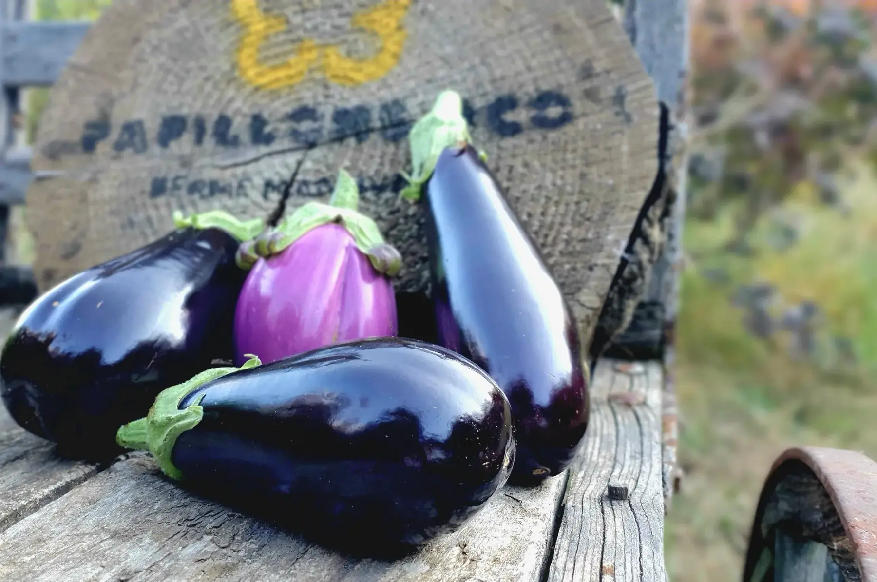 Aubergine