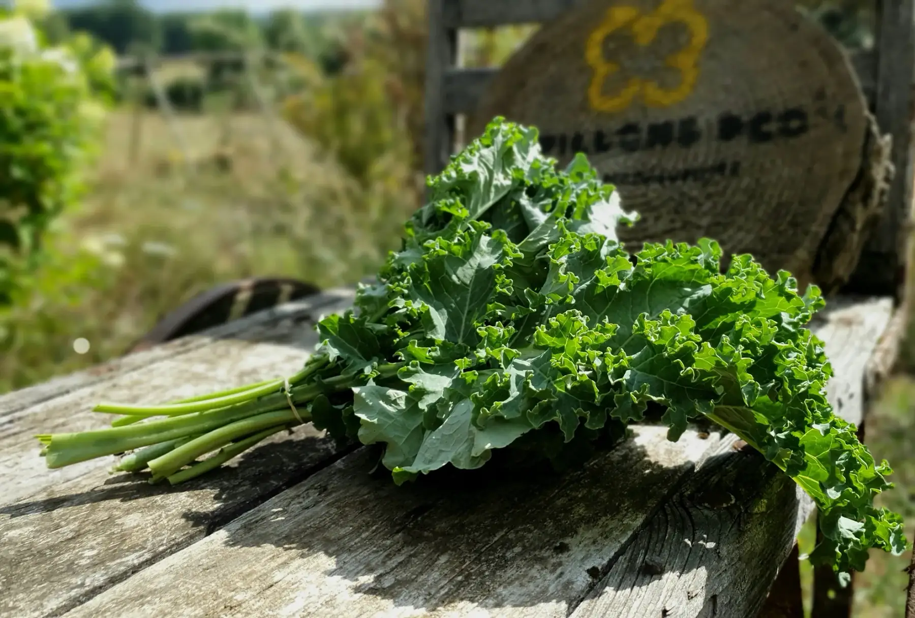Chou kale