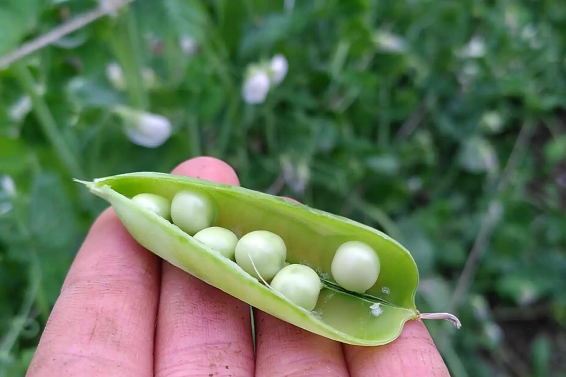 Petit pois